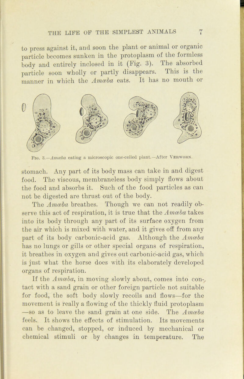 to press against it, and soon the plant or animal or organic particle becomes sunken in the protoplasm of the formless body and entirely inclosed in it (Fig. 3). The absorbed particle soon wholly or partly disappears. This is the manner in which the Amoeba eats. It has no mouth or Fig. 3.—Amoeba eating a microscopic one-celled plant.—After Vbrwokn. stomach. Any part of its body mass can take in and digest food. The viscous, membraneless body simply flows about the food and absorbs it. Such of the food particles as can not be digested are thrust out of the body. The Amoeba breathes. Though we can not readily ob- serve this act of respiration, it is true that the Amoeba takes into its body through any part of its surface oxygen from the air which is mixed with water, and it gives off from any part of its body carbonic-acid gas. Although the Amoeba has no lungs or gills or other special organs of respiration, it breathes in oxygen and gives out carbonic-acid gas, which is just what the horse does with its elaborately developed organs of respiration. If the Amoeba, in moving slowly about, comes into con- tact with a sand grain or other foreign particle not suitable for food, the soft body slowly recoils and flows—for the movement is really a flowing of the thickly fluid protoplasm —so as to leave the sand grain at one side. The Amoeba feels. It shows the effects of stimulation. Its movements can be changed, stopped, or induced by mechanical or chemical stimuli or by changes in temperature. The