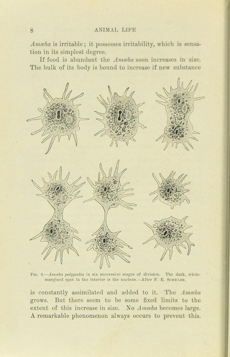 Amoeba is irritable; it possesses irritability, which is sensa- tion in its simplest degree. If food is abundant the Amoeba soon increases in size. The hulk of its body is hound to increase if new substance Fig. 4.—Amoeba polypodia in six successive stages of division. The dark, white- margined spot in the interior is the nucleus.—After F. E. Schulze. is constantly assimilated and added to it. The Amoeba grows. But there seem to be some fixed limits to the extent of this increase in size. No A moeba becomes large. A remarkable phenomenon always occurs to prevent this.