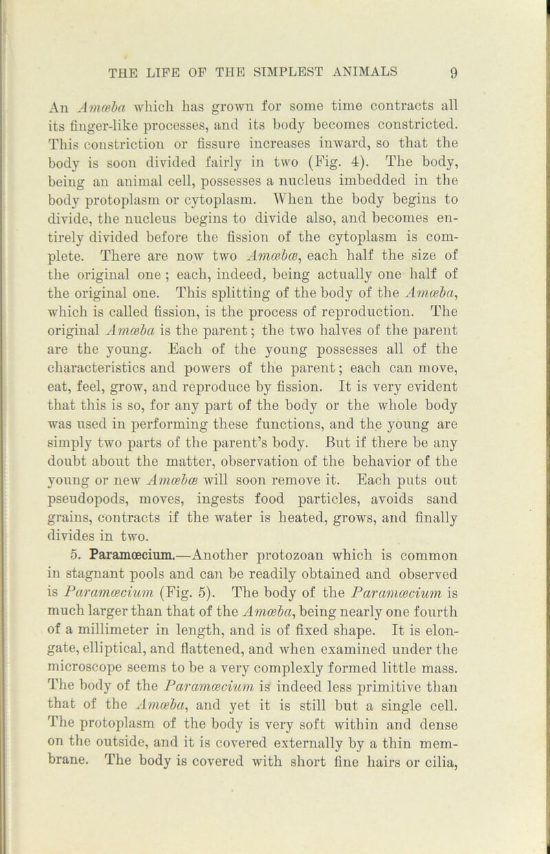 An Amoeba which has grown for some time contracts all its finger-like processes, and its body becomes constricted. This constriction or fissure increases inward, so that the body is soon divided fairly in two (Fig. 4). Tbe body, being an animal cell, possesses a nucleus imbedded in the body protoplasm or cytoplasm. When the body begins to divide, the nucleus begins to divide also, and becomes en- tirely divided before the fission of the cytoplasm is com- plete. There are now two Amoebae, each half the size of the original one ; each, indeed, being actually one half of the original one. This splitting of the body of the Amoeba, which is called fission, is the process of reproduction. The original Amoeba is the parent; the two halves of the parent are the young. Each of the young possesses all of the characteristics and powers of the parent; each can move, eat, feel, grow, and reproduce by fission. It is very evident that this is so, for any part of the body or the whole body was used in performing these functions, and the young are simply two parts of the parent’s body. But if there be any doubt about the matter, observation of the behavior of the young or new Amcebce will soon remove it. Each puts out pseudopods, moves, ingests food particles, avoids sand grains, contracts if the water is heated, grows, and finally divides in two. 5. Paramoecmm.—Another protozoan which is common in stagnant pools and can be readily obtained and observed is Paramcecium (Fig. 5). The body of the Parcimcecium is much larger than that of the Amoeba, being nearly one fourth of a millimeter in length, and is of fixed shape. It is elon- gate, elliptical, and flattened, and when examined under the microscope seems to be a very complexly formed little mass. The body of the Paramoecmm is indeed less primitive than that of the Amoeba, and yet it is still but a single cell. The protoplasm of the body is very soft within and dense on the outside, and it is covered externally by a thin mem- brane. The body is covered with short fine hairs or cilia,