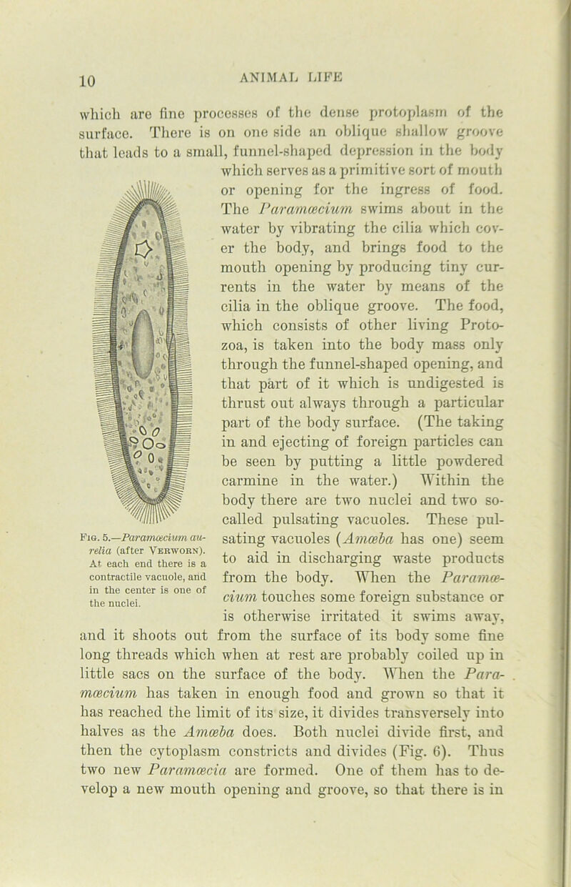 which are fine processes of the dense protoplasm of the surface. There is on one side an oblique shallow groove that leads to a small, funnel-shaped depression in the body which serves as a primitive sort of mouth or opening for the ingress of food. The Paramcecium swims about in the water by vibrating the cilia which cov- er the body, and brings food to the mouth opening by producing tiny cur- rents in the water by means of the cilia in the oblique groove. The food, which consists of other living Proto- zoa, is taken into the body mass only through the funnel-shaped opening, and that part of it which is undigested is thrust out always through a particular part of the body surface. (The taking in and ejecting of foreign particles can be seen by putting a little powdered carmine in the water.) Within the body there are two nuclei and two so- called pulsating vacuoles. These pul- sating vacuoles (Amoeba has one) seem to aid in discharging waste products from the body. When the Paramce- cium touches some foreign substance or is otherwise irritated it swims away, and it shoots out from the surface of its body some fine long threads which when at rest are probably coiled up in little sacs on the surface of the body. When the Para- mcecium has taken in enough food and grown so that it has reached the limit of its size, it divides transversely into halves as the Amoeba does. Both nuclei divide first, and then the cytoplasm constricts and divides (Fig. 6). Thus two new Paramcecia are formed. One of them has to de- velop a new mouth opening and groove, so that there is in Fig. 5.—Paramecium au- relia (after Vertvobn). At each end there is a contractile vacuole, and in the center is one of the nuclei.