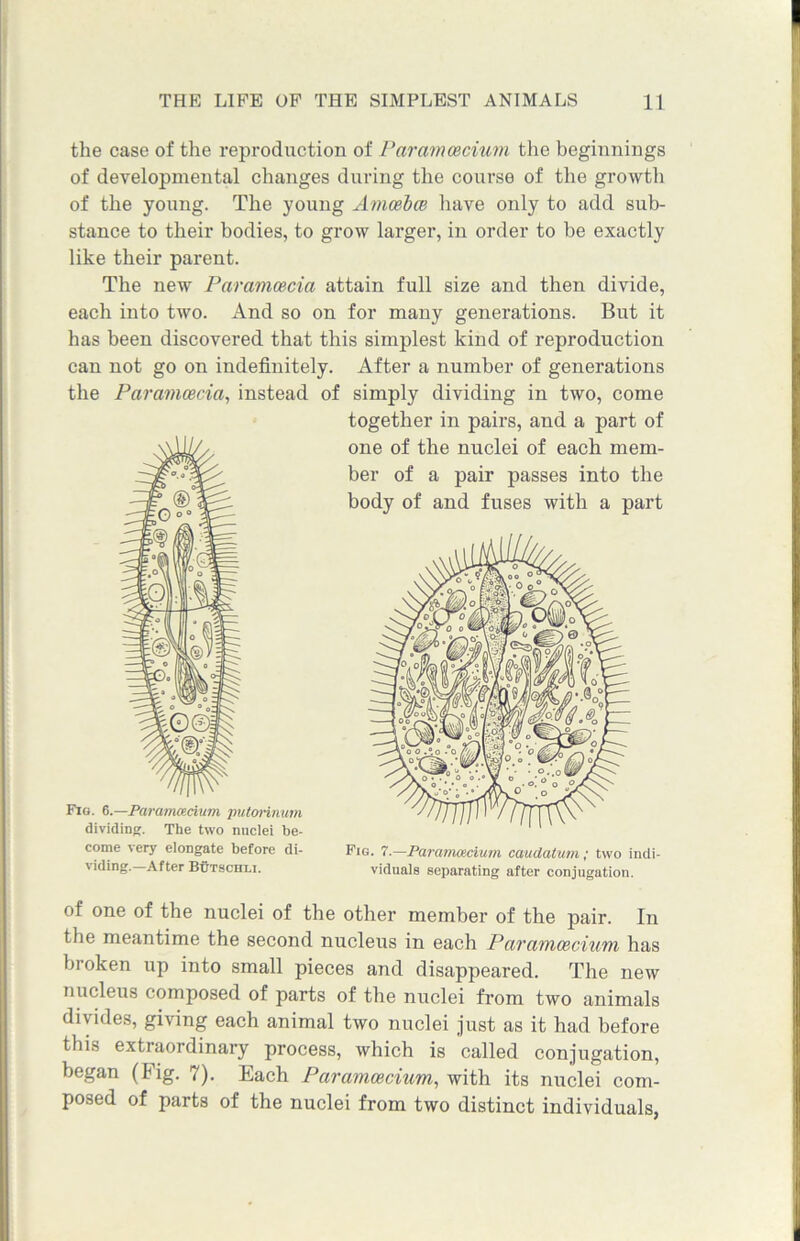 the case of the reproduction of Paramoecium the beginnings of developmental changes during the course of the growth of the young. The young Amoebae have only to add sub- stance to their bodies, to grow larger, in order to be exactly like their parent. The new Paramcecia attain full size and then divide, each into two. And so on for many generations. But it has been discovered that this simplest kind of reproduction can not go on indefinitely. After a number of generations the Paramcecia, instead of simply dividing in two, come together in pairs, and a part of come very elongate before di- Fig. 7.—Paramoecium caudatum; two indi- viding. After Butsceii.i. viduals separating after conjugation. of one of the nuclei of the other member of the pair. In the meantime the second nucleus in each Paramoecium has broken up into small pieces and disappeared. The new nucleus composed of parts of the nuclei from two animals divides, giving each animal two nuclei just as it had before this extraordinary process, which is called conjugation, began (Fig. 7). Each Paramoecium, with its nuclei com- posed of parts of the nuclei from two distinct individuals,