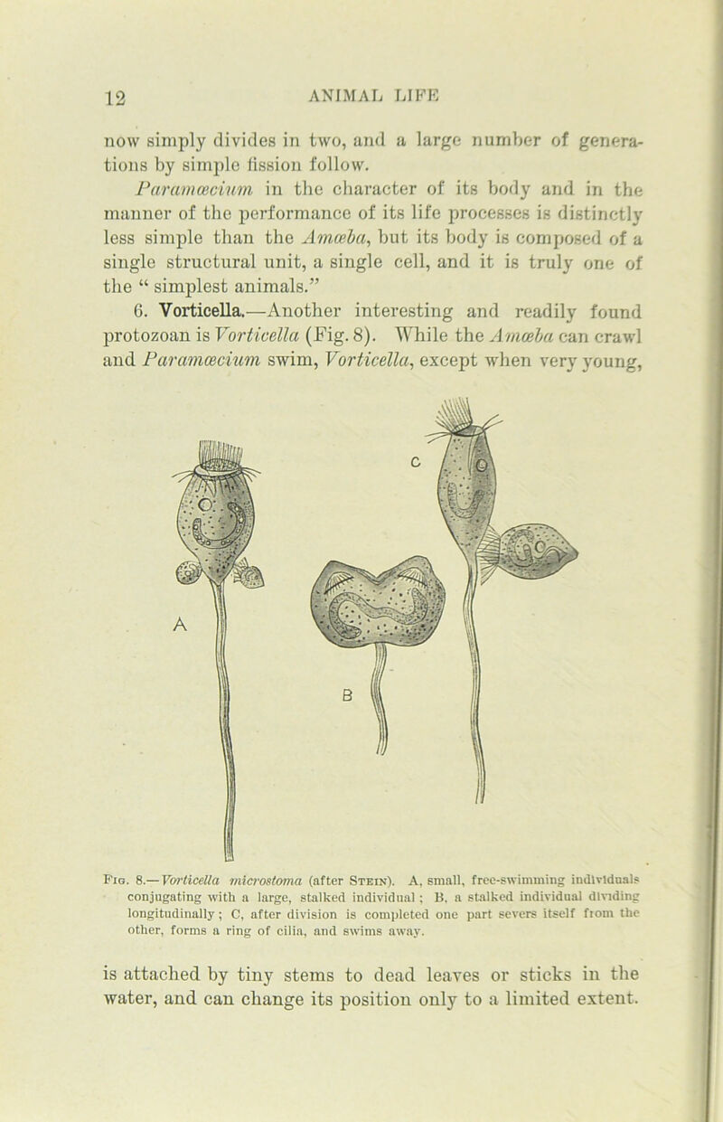 now simply divides in two, and a large number of genera- tions by simple lission follow. Paramcecium in the character of its body and in the manner of the performance of its life processes is distinctly less simple than the Amoeba, hut its body is composed of a single structural unit, a single cell, and it is truly one of the “ simplest animals.” 6. Vorticella.—Another interesting and readily found protozoan is Vorticella (Fig. 8). While the Amoeba can crawl and Paramcecium swim, Vorticella, except when very young, Fig. 8.— Voi'ticella microstoma (after Stein). A, small, free-swimming individuals conjugating with a large, stalked individual; B, a stalked individual dividing longitudinally; C, after division is completed one part severs itself from the other, forms a ring of cilia, and swims away. is attached by tiny stems to dead leaves or sticks in the water, and can change its position only to a limited extent.