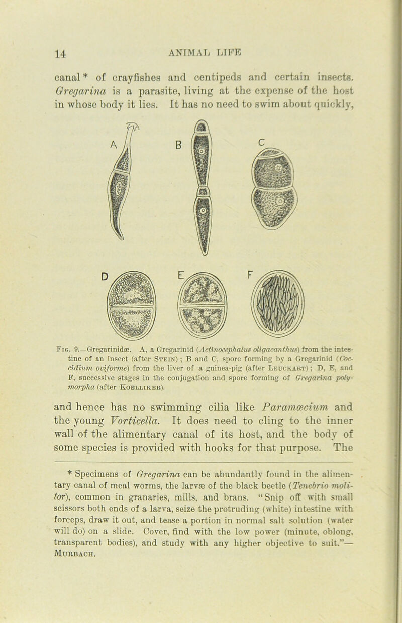 canal * of crayfishes and centipeds and certain insects. Grcgnrina is a parasite, living at the expense of the host in whose body it lies. It has no need to swim about quickly, Fig. 9.—Gregarinidse. A, a Gregarinid (Actinocephalus oligacanthus) from the intes- tine of an insect (after Stein) ; B and C, spore forming by a Gregarinid (Coc- cidiurn oviforme) from the liver of a guinea-pig (after Leuckart) : D, E, and F, successive stages in the conjugation and spore forming of Gregarina poly- morpha (after Koelliker). and hence has no swimming cilia like Paramcecium and the young Vorticella. It does need to cling to the inner wall of the alimentary canal of its host, and the body of some species is provided with hooks for that purpose. The * Specimens of Gregarina can be abundantly found in the alimen- tary canal of meal worms, the larvae of the black beetle (Tenebrio moli- tor), common in granaries, mills, and brans. “Snip off with small scissors both ends of a larva, seize the protruding (white) intestine with forceps, draw it out, and tease a portion in normal salt solution (water will do) on a slide. Cover, find with the low power (minute, oblong, transparent bodies), and study with any higher objective to suit.”— Murbach.