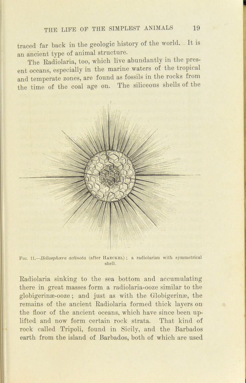 traced far back in the geologic history of the world. It is an ancient type of animal structure. The Radiolaria, too, which live abundantly in the pres- ent oceans, especially in the marine waters of the tropical and temperate zones, are found as fossils in the rocks from the time of the coal age on. The siliceous shells of the f Fig. 11 .—Heliosphcera actinota (after Haeckel.) ; a radiolarian with symmetrical shell. Radiolaria sinking to the sea bottom and accumulating there in great masses form a radiolaria-ooze similar to the globigerinae-ooze ; and just as with the Globigerinse, the remains of the ancient Radiolaria formed thick layers on the floor of the ancient oceans, which have since been up- lifted and now form certain rock strata. That kind of rock called Tripoli, found in Sicily, and the Barbados earth from the island of Barbados, both of which are used
