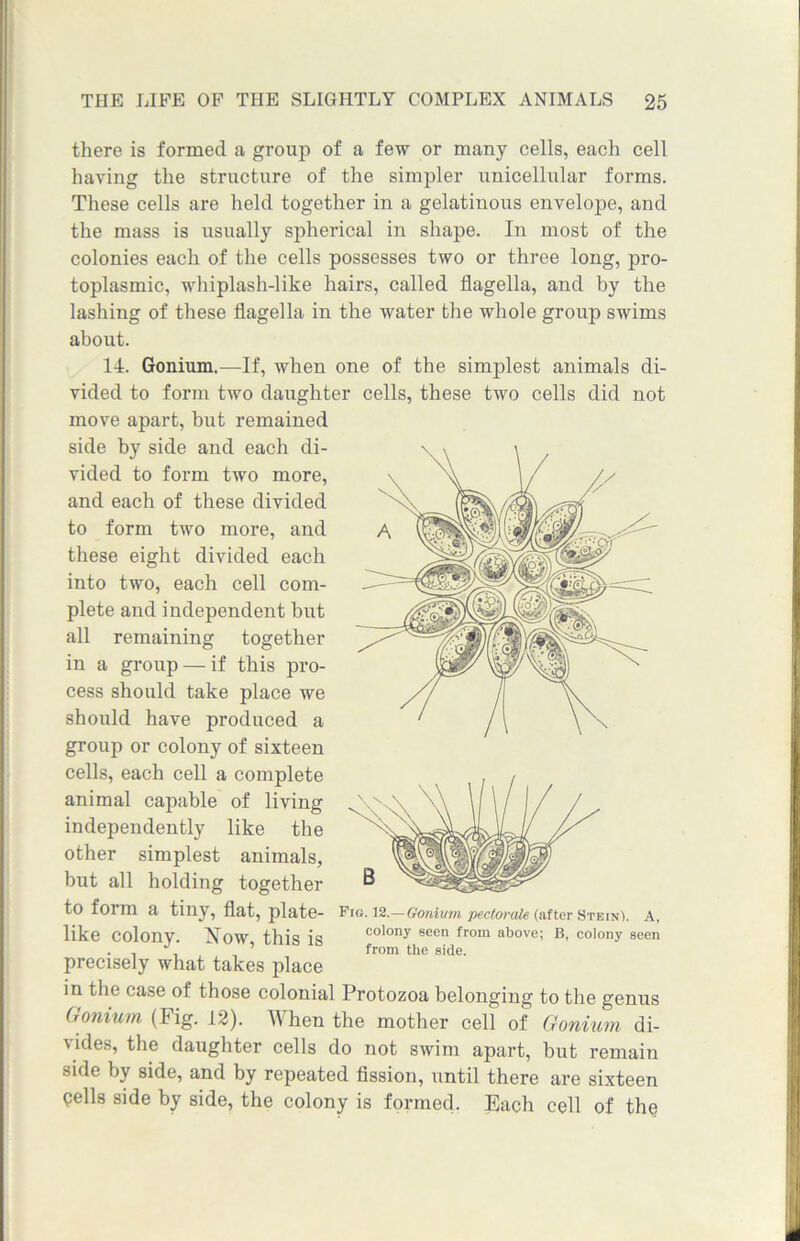 there is formed a group of a few or many cells, each cell having the structure of the simpler unicellular forms. These cells are held together in a gelatinous envelope, and the mass is usually spherical in shape. In most of the colonies each of the cells possesses two or three long, pro- toplasmic, whiplash-like hairs, called flagella, and by the lashing of these flagella in the water the whole group swims about. 14. Gonium.—If, when one of the simplest animals di- vided to form two daughter cells, these two cells did not move apart, but remained side by side and each di- vided to form two more, and each of these divided to form two more, and these eight divided each into two, each cell com- plete and independent but all remaining together in a group — if this pro- cess should take place we should have produced a group or colony of sixteen cells, each cell a complete animal capable of living independently like the other simplest animals, but all holding together to form a tiny, flat, plate- Fig. 12.—Gonium pectorale (after Stein}. A, like Colony. ^low this is c°l°ny seen from above; B, colony seen . , , ’ from the side. precisely what takes place in the case of those colonial Protozoa belonging to the genus Gonium (Fig. 12). When the mother cell of Gonium di- vides, the daughter cells do not swim apart, but remain side by side, and by repeated fission, until there are sixteen pells side by side, the colony is formed. Each cell of the