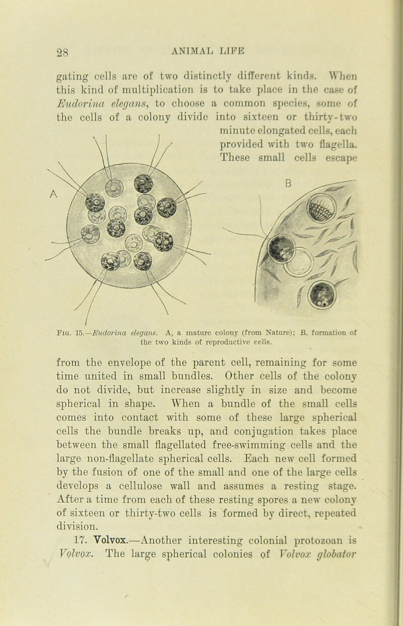 gating cells are of two distinctly different kinds. When this kind of multiplication is to take place in the case of Eudorina elegans, to choose a common species, some of the cells of a colony divide into sixteen or thirty-two minute elongated cells, each provided with two flagella. These small cells escape Fig. 15.—Eudorina elegans. A, a mature colony (from Nature); B, formation of tlie two kinds of reproductive cells. from the envelope of the parent cell, remaining for some time united in small bundles. Other cells of the colony do not divide, but increase slightly in size and become spherical in shape. When a bundle of the small cells comes into contact with some of these large spherical cells the bundle breaks up, and conjugation takes place between the small flagellated free-swimming cells and the large non-flagellate spherical cells. Each new cell formed by the fusion of one of the small and one of the large cells develops a cellulose wall and assumes a resting stage. After a time from each of these resting spores a new colony of sixteen or thirty-two cells is formed by direct, repeated division. 17. Volvox.—Another interesting colonial protozoan is Volvox. The large spherical colonies of Volvox globator