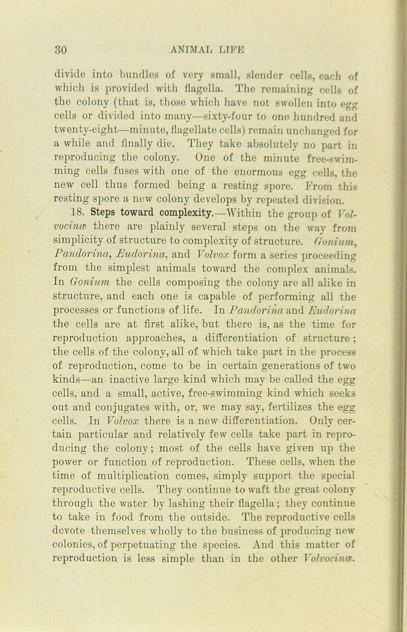divide into bundles of very small, slender cells, each of which is provided with flagella. The remaining ccdls of the colony (that is, those which have not swollen into egg cells or divided into many—sixty-four to one hundred and twenty-eight—minute, flagellate cells) remain unchanged for a while and finally die. They take absolutely no part in reproducing the colony. One of the minute free-swim- ming cells fuses with one of the enormous egg cells, the new cell thus formed being a resting spore. From this resting spore a new colony develops by repeated division. 18. Steps toward complexity.—Within the group of Vol- vocince there are plainly several steps on the way from simplicity of structure to complexity of structure. Gonium, Pandorina, Eudorina, and Volvox form a series proceeding from the simplest animals toward the complex animals. In Gonium the cells composing the colony are all alike in structure, and each one is capable of performing all the processes or functions of life. In Pandorina and Eudorina the cells are at first alike, but there is, as the time for reproduction approaches, a differentiation of structure; the cells of the colony, all of which take part in the process of reproduction, come to be in certain generations of two kinds—an inactive large kind which may be called the egg cells, and a small, active, free-swimming kind which seeks out and conjugates with, or, we may say, fertilizes the egg cells. In Volvox there is a new differentiation. Only cer- tain particular and relatively few cells take part in repro- ducing the colony; most of the cells have given up the power or function of reproduction. These cells, when the time of multiplication comes, simply support the special reproductive cells. They continue to waft the great colony through the water by lashing their flagella ; they continue to take in food from the outside. The reproductive cells devote themselves wholly to the business of producing new colonies, of perpetuating the species. And this matter of reproduction is less simple than in the other Volvocince.