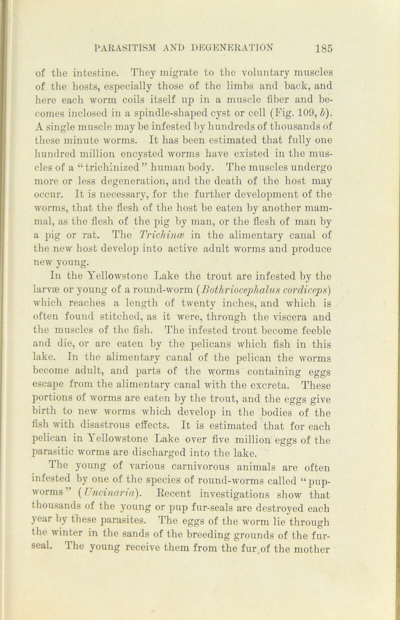of the intestine. They migrate to the voluntary muscles of the hosts, especially those of the limbs and hack, and here each worm coils itself up in a muscle fiber and be- comes inclosed in a spindle-shaped cyst or cell (Fig. 109, b). A single muscle may be infested by hundreds of thousands of these minute worms. It has been estimated that fully one hundred million encysted worms have existed in the mus- cles of a “ trichinized ” human body. The muscles undergo more or less degeneration, and the death of the host may occur. It is necessary, for the further development of the worms, that the flesh of the host be eaten by another mam- mal, as the flesh of the pig by man, or the flesh of man by a pig or rat. The Trichina in the alimentary canal of the new host develop into active adult worms and produce new young. In the Yellowstone Lake the trout are infested by the larvae or young of a round-worm (Botliriocephalus cordiceps) which reaches a length of twenty inches, and which is often found stitched, as it were, through the viscera and the muscles of the fish. The infested trout become feeble and die, or are eaten by the pelicans which fish in this lake. In the alimentary canal of the pelican the worms become adult, and parts of the worms containing eggs escape from the alimentary canal with the excreta. These portions of worms are eaten by the trout, and the eggs give birth to new worms which develop in the bodies of the fish with disastrous effects. It is estimated that for each pelican in Yellowstone Lake over five million eggs of the parasitic worms are discharged into the lake. The young of various carnivorous animals are often infested by one of the species of round-worms called “pup- worms ” (Uncinaria). Recent investigations show that thousands of the young or pup fur-seals are destroyed each \ear by these parasites. The eggs of the worm lie through the winter in the sands of the breeding grounds of the fur- seal. The young receive them from the fur of the mother