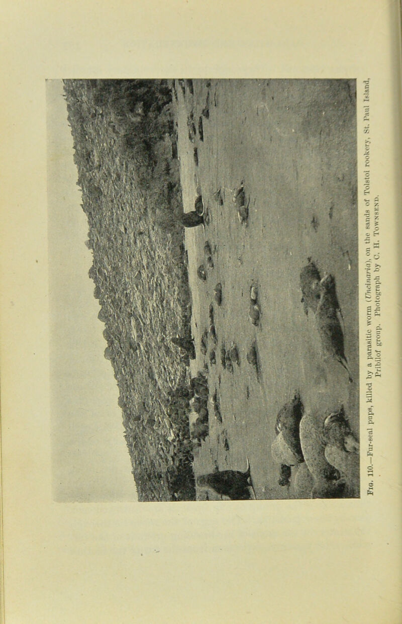 Pribilof group. Photograph by C. U. Townsend.