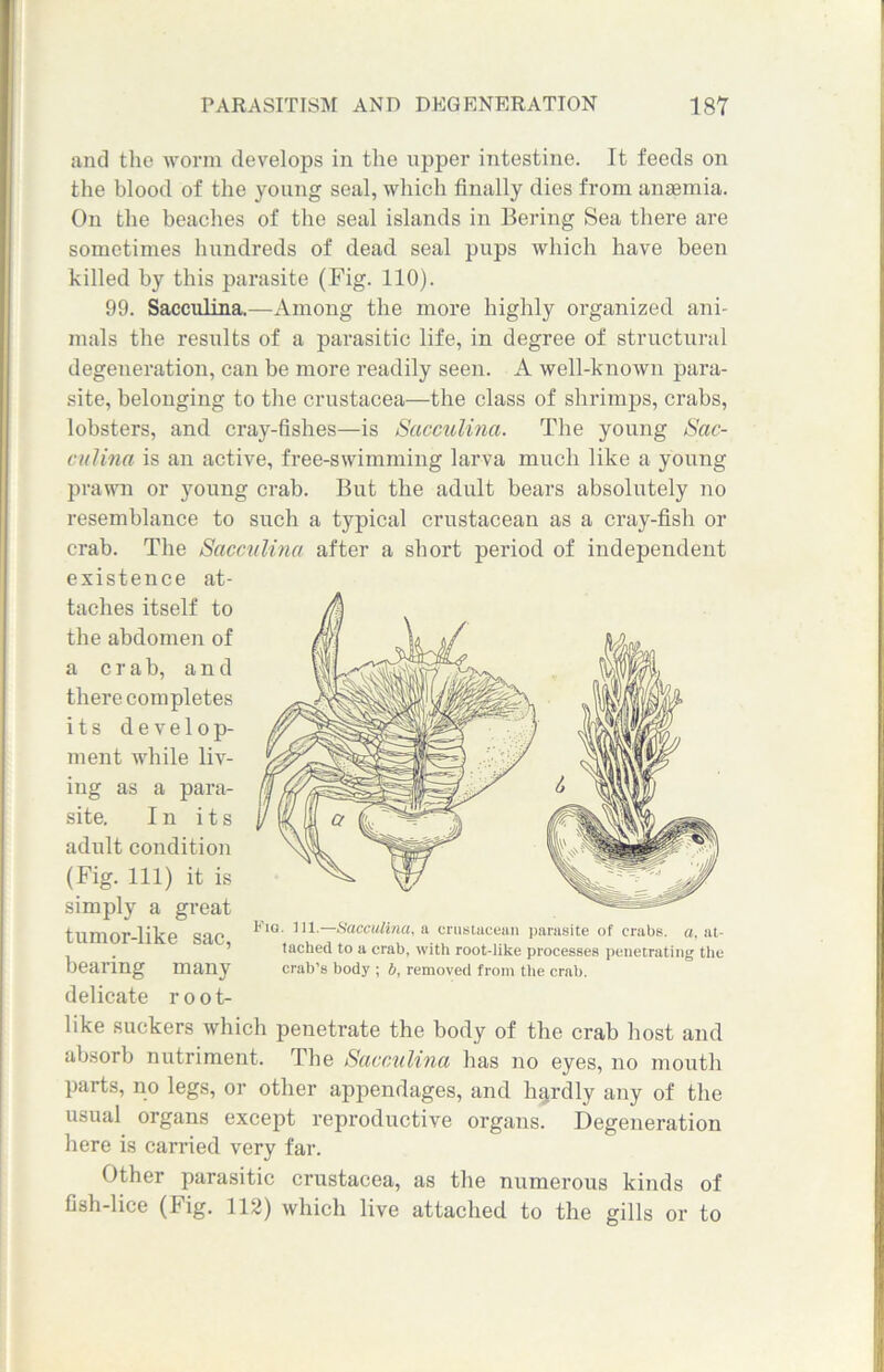 and the worm develops in the upper intestine. It feeds on the blood of the young seal, which finally dies from anaemia. On the beaches of the seal islands in Bering Sea there are sometimes hundreds of dead seal pups which have been killed by this parasite (Fig. 110). 99. Sacculina.—Among the more highly organized ani- mals the results of a parasitic life, in degree of structural degeneration, can be more readily seen. A well-known para- site, belonging to the Crustacea—the class of shrimps, crabs, lobsters, and eray-fishes—is Sacculina. The young Sac- culina is an active, free-swimming larva much like a young prawn or young crab. But the adult hears absolutely no resemblance to such a typical crustacean as a cray-fish or crab. The Sacculina after a short period of independent existence at- taches itself to the abdomen of a crab, and there completes its develop- ment while liv- ing as a para- site. In its adult condition (Fig. Ill) it is simply a great tumor-like sac, bearing many delicate root- like suckers which penetrate the body of the crab host and absorb nutriment. The Sacculina has no eyes, no mouth parts, no legs, or other appendages, and hardly any of the usual organs except reproductive organs. Degeneration here is carried very far. Other parasitic Crustacea, as the numerous kinds of fish-lice (Fig. 112) which live attached to the gills or to Fig. ill.—Sacculina. a crustacean parasite of crabs, a, at- tached to a crab, with root-like processes penetrating the crab’s body ; b, removed from the crab.