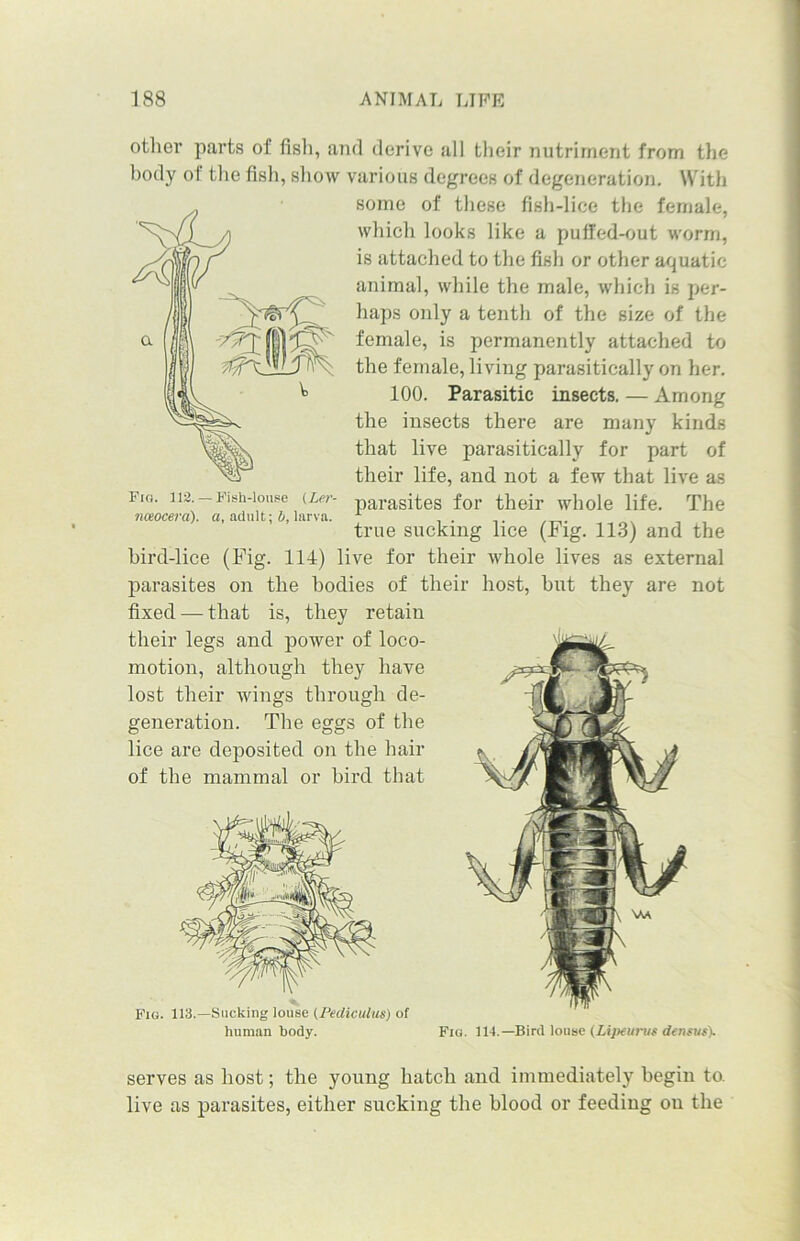 other parts of fish, and derive all their nutriment from the body of the fish, show various degrees of degeneration. With some of these fish-lice the female, which looks like a puffed-out worm, is attached to the fish or other aquatic animal, while the male, which is per- haps only a tenth of the size of the female, is permanently attached to the female, living parasitically on her. 100. Parasitic insects. — Among the insects there are many kinds that live parasitically for part of their life, and not a few that live as parasites for their whole life. The true sucking lice (Fig. 113) and the bird-lice (Fig. 114) live for their whole lives as external parasites on the bodies of their host, but they are not fixed — that is, they retain their legs and power of loco- motion, although they have lost their wings through de- generation. The eggs of the lice are deposited on the hair of the mammal or bird that Fig. 112.-Fish-louse (Ler- mxocera). a, adult; b, larva. Fig. 113.—Sucking louse (Pediculus) of human body. Fig. 114.—Bird louse (lApeurus densut). serves as host; the young hatch and immediately begin to. live as parasites, either sucking the blood or feeding on the