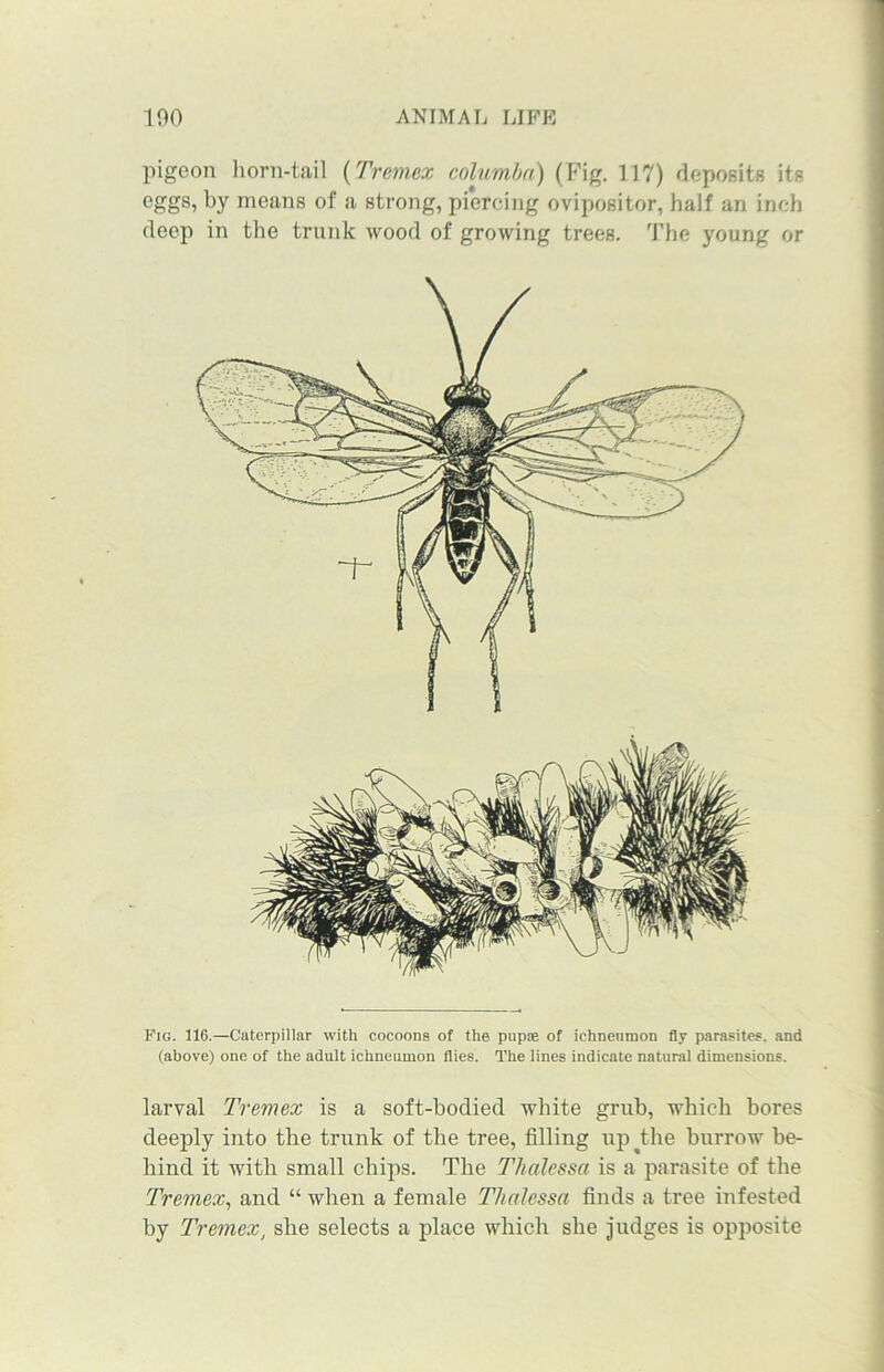 pigeon horn-tail (Tremex columba) (Fig. 117) deposits its eggs, by means of a strong, piercing ovipositor, half an inch deep in the trunk wood of growing treeB. The young or Pig. 116.—Caterpillar with cocoons of the pup® of ichneumon fly parasites, and (above) one of the adult ichneumon flies. The lines indicate natural dimensions. larval Tremex is a soft-bodied white grub, which bores deeply into the trunk of the tree, filling up ^the burrow be- hind it with small chips. The Thalessa is a parasite of the Tremex, and “ when a female Thalessa finds a tree infested by Tremex, she selects a place which she judges is opposite