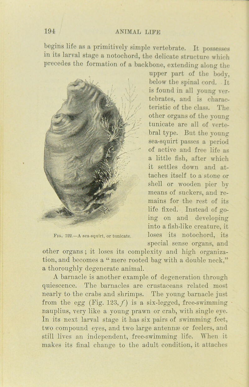 begins life as a primitively simple vertebrate. It possesses in its larval stage a notochord, the delicate structure which piecedes the formation oi a backbone, extending along the upper part of the body, below the spinal cord. It is found in all young ver- tebrates, and is charac- teristic of the class. The other organs of the young tunicate are all of verte- bral type. But the young sea-squirt passes a period of active and free life as a little fish, after which it settles down and at- taches itself to a stone or shell or wooden pier by means of suckers, and re- mains for the rest of its life fixed. Instead of go- ing on and developing into a fisli-like creature, it loses its notochord, its special sense organs, and other organs ; it loses its complexity and high organiza- tion, and becomes a “ mere rooted bag with a double neck,” a thoroughly degenerate animal. A barnacle is another example of degeneration through quiescence. The barnacles are crustaceans related most nearly to the crabs and shrimps. The young barnacle just from the egg (Fig. 123,/) is a six-legged, free-swimming • nauplius, very like a young prawn or crab, with single eye. In its next larval stage it has six pairs of swimming feet, two compound eyes, and two large antenmn or feelers, and still lives an independent, free-swimming life. When it makes its final change to the adult condition, it attaches