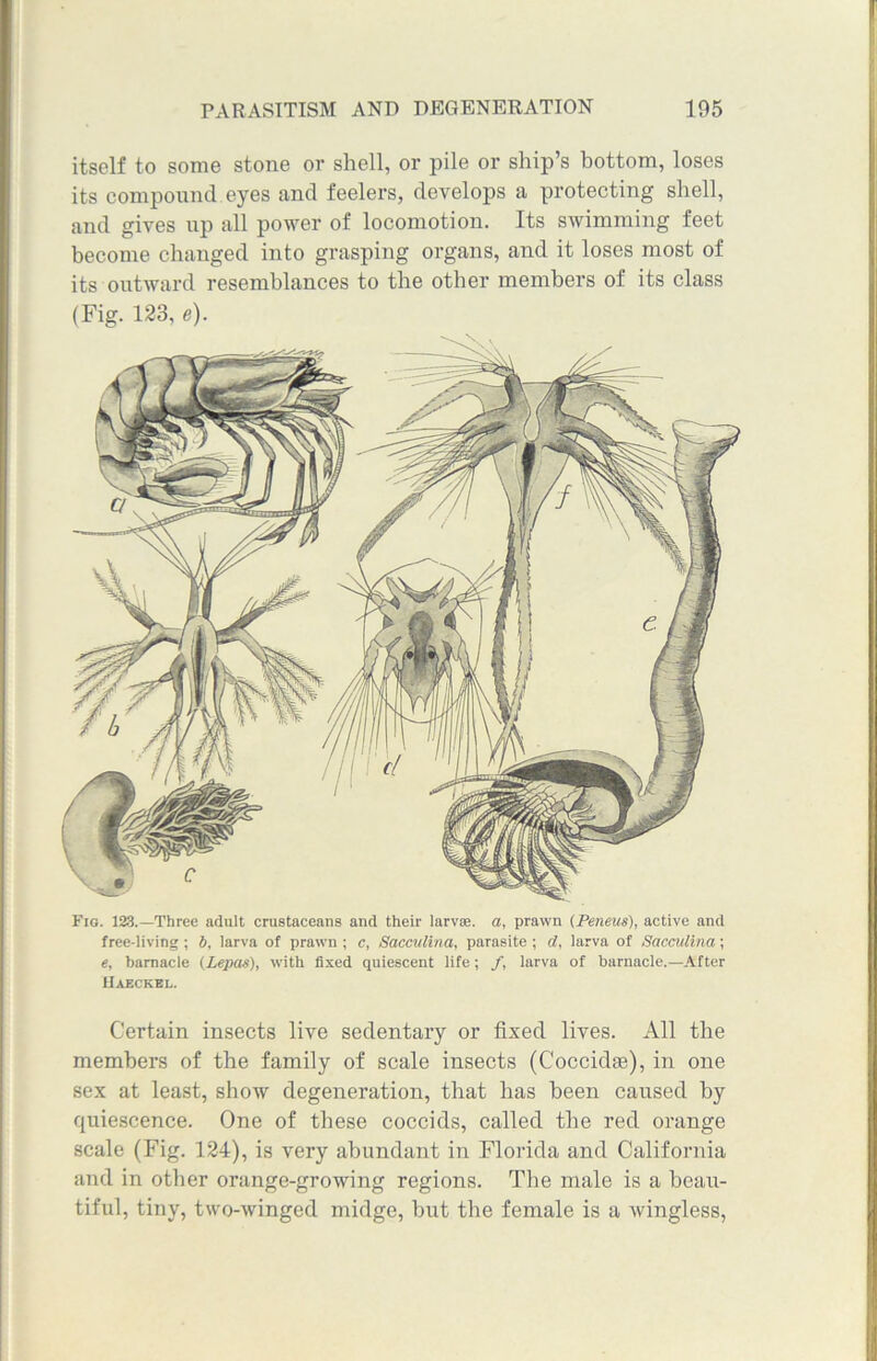 itself to some stone or shell, or pile or ship’s bottom, loses its compound eyes and feelers, develops a protecting shell, and gives up all power of locomotion. Its swimming feet become changed into grasping organs, and it loses most of its outward resemblances to the other members of its class (Fig. 123, e). Fig. 1&3.—Three adult crustaceans and their larvse. a, prawn (Peneus), active and free-living ; b, larva of prawn ; c, Sacculina, parasite ; d, larva of Sacculina; e, barnacle (Lepas), with fixed quiescent life; /, larva of barnacle.—After Haeckel. Certain insects live sedentary or fixed lives. All the members of the family of scale insects (Coccidte), in one sex at least, show degeneration, that has been caused by quiescence. One of these coccids, called the red orange scale (Fig. 124), is very abundant in Florida and California and in other orange-growing regions. The male is a beau- tiful, tiny, two-winged midge, but the female is a wingless,