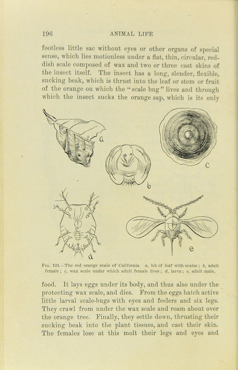 footless little sac without eyes or other organs of special sense, which lies motionless under a flat, thin, circular, red- dish scale composed of wax and two or three cast skins of the insect itself. The insect has a long, slender, flexible, sucking beak, which is thrust into the leaf or stem or fruit of the orange on which the “scale hug” lives and through which the insect sucks the orange sap, which is its only Fig. 124.—The red orange scale of California, a, bit of leaf with scales ; b, adult female; c, wax scale under which adult female lives ; d, larva: e, adult male. food. It lays eggs under its body, and thus also uuder the protecting wax scale, and dies. From the eggs hatch active little larval scale-bugs with eyes and feelers and six legs. They crawl from under the wax scale and roam about over the orange tree. Finally, they settle down, thrusting their sucking beak into the plant tissues, and cast their skin. The females lose at this molt their legs and eyes and