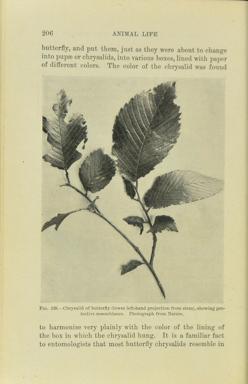 butterfly, and put them, just as they were about to change into pupae or chrysalids, into various boxes, lined with paper of different colors. The color of the chrysalid waB found Fig. 128.—Chrysalid of butterfly (lower left-hand projection from stem), showing pro- tective resemblance. Photograph from Nature. to harmonize very plainly with the color of the lining of the box in which the chrysalid bung. It is a familiar fact to entomologists that most butterfly chrysalids resemble in