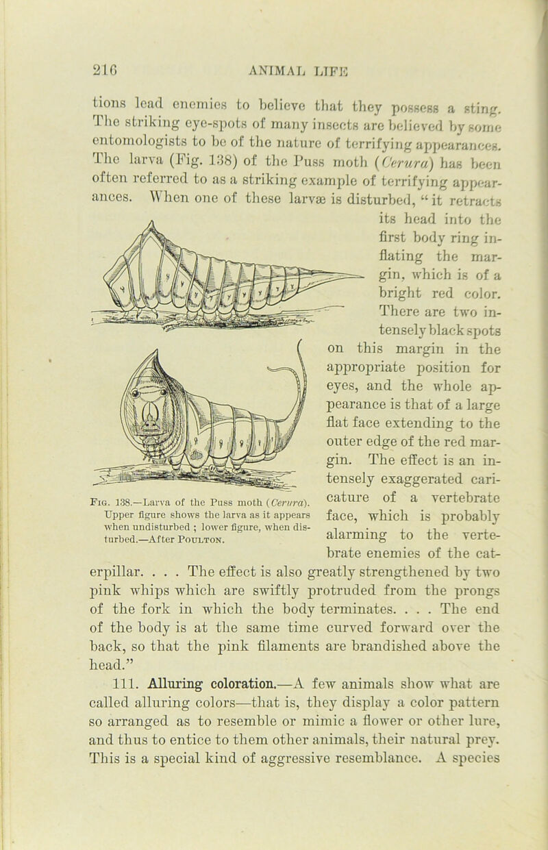 ances. tions lead enemies to believe that they possess a sting. The striking eye-spots of many insects are believed by some entomologists to he of the nature of terrifying appearances. The larva (Fig. 138) of the Puss moth (Cerura) has been often 1 eferred to as a striking example of terrifying appear- When one of these larvae is disturbed, “ it retracts its head into the first body ring in- flating the mar- gin, which is of a bright red color. There are two in- tensely black spots this margin in the appropriate position for eyes, and the whole ap- pearance is that of a large flat face extending to the outer edge of the red mar- gin. The effect is an in- tensely exaggerated cari- cature of a vertebrate face, which is probably alarming to the verte- brate enemies of the cat- erpillar. . . . The effect is also greatly strengthened by two pink whips which are swiftly protruded from the prongs of the fork in which the body terminates. . . . The end of the body is at the same time curved forward over the back, so that the pink filaments are brandished above the head.” 111. Alluring coloration.—A few animals show what are called alluring colors—that is, they display a color pattern so arranged as to resemble or mimic a flower or other lure, and thus to entice to them other animals, their natural prey. This is a special kind of aggressive resemblance. A species Fig. 138.—Larva of the Puss moth (Cerura). Upper figure shows the larva as it appears when undisturbed ; lower figure, when dis- turbed.—After PotrLTON.