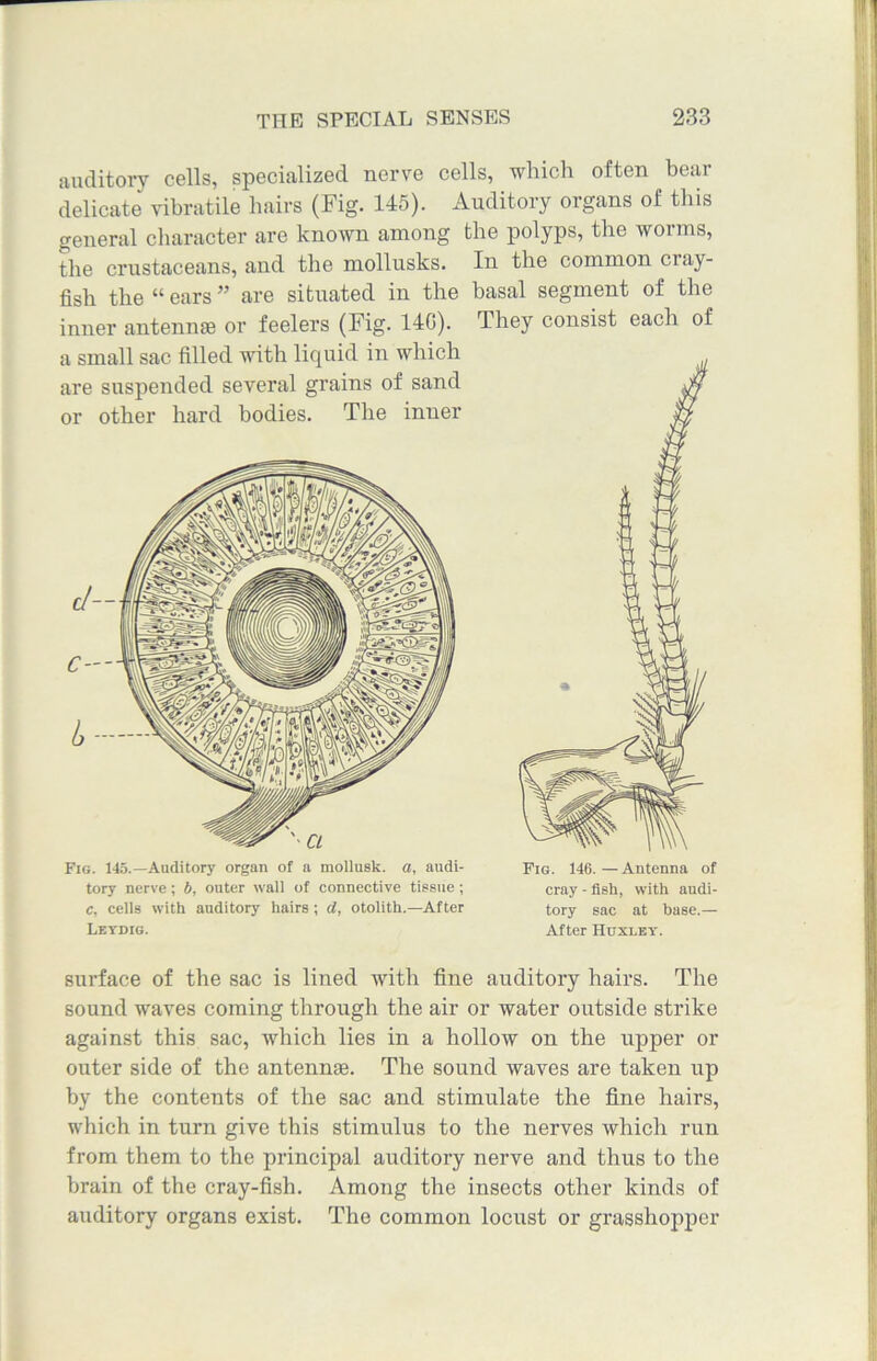 auditory cells, specialized nerve cells, which often bear delicate vibratile hairs (Fig. 145). Auditory organs of this general character are known among the polyps, the worms, the crustaceans, and the mollusks. In the common ci ay- fish the “ ears ” are situated in the basal segment of the inner antennae or feelers (Fig. 14G). They consist each of a small sac filled with liquid in which are suspended several grains of sand jy or other hard bodies. The inner jcf Fig. 145.—Auditory organ of a mollusk. a, audi- tory nerve; b, outer wall of connective tissue; c, cells with auditory hairs ; d, otolith.—After Leydig. Fig. 146. — Antenna of Cray - fish, with audi- tory sac at base.— After Huxley. surface of the sac is lined with fine auditory hairs. The sound waves coming through the air or water outside strike against this sac, which lies in a hollow on the upper or outer side of the antennae. The sound waves are taken up by the contents of the sac and stimulate the fine hairs, which in turn give this stimulus to the nerves which run from them to the principal auditory nerve and thus to the brain of the cray-fish. Among the insects other kinds of auditory organs exist. The common locust or gi’asshopper