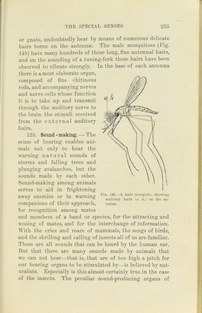 or gnats, undoubtedly hear by means of numerous delicate hairs borne on the antennae. The male mosquitoes (Fig. 149) have many hundreds of these long, fine antennal hairs, and on the sounding of a tuning-fork these hairs have been observed to vibrate strongly. In the base of each antenna there is a most elaborate organ, composed of fine chitinous rods, and accompanying nerves and nerve cells whose function it is to take up and transmit through the auditory nerve to the brain the stimuli received from the external auditory hairs. 123. Sound - making. — The sense of hearing enables ani- mals not only to hear the warning natural sounds of storms and falling trees and plunging avalanches, but the sounds made by each other. Sound-making among animals serves to aid in frightening away enemies or in warning companions of their approach, for recognition among mates and members of a band or species, for the attracting and wooing of mates, and for the interchange of information. With the cries and roars of mammals, the songs of birds, and the shrilling and calling of insects all of us are familiar. These are all sounds that can be heard by the human ear. But that there are many sounds made by animals that we can not hear—that is, that are of too high a pitch for our hearing organs to be stimulated by—is believed by nat- uralists. Especially is this almost certainly true in the case of the insects. The peculiar sound-producing organs of Fig. 149.—A male mosquito, showing auditory hairs (a. li.) on the an- tennae.