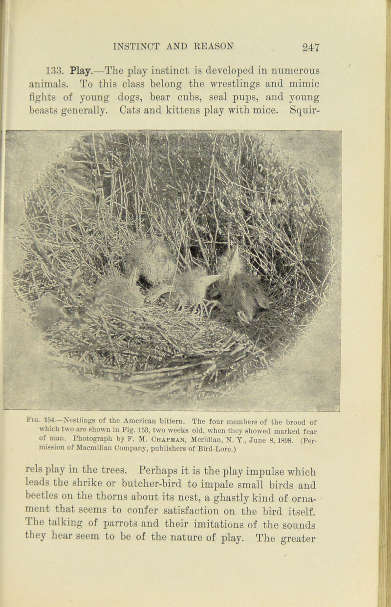 133. Play.—The play instinct is developed in numerous animals. To this class belong the wrestlings and mimic fights of young dogs, bear cubs, seal pups, and young beasts generally. Cats and kittens play with mice. Squir- Fig. 154.—Nestlings of the American bittern. The four members of the brood of which two are shown in Fig. 153, two weeks old, when they showed marked fear of man. Photograph by F. M. Chapman, Meridian, N. Y., June 8, 1898. (Per- mission of Macmillan Company, publishers of Bird-Lore.) rels play in the trees. Perhaps it is the play impulse which leads the shrike or butcher-bird to impale small birds and beetles on the thorns about its nest, a ghastly kind of orna- ment that seems to confer satisfaction on the bird itself. The talking of parrots and their imitations of the sounds they hear seem to be of the nature of play. The greater