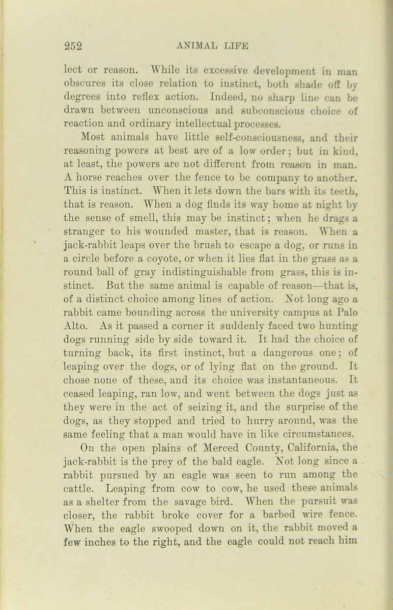 lect or reason. While its excessive development in man obscures its close relation to instinct, both shade oil by degrees into reflex action. Indeed, no sharp line can be drawn between unconscious and subconscious choice of reaction and ordinary intellectual processes. Most animals have little self-consciousness, and their reasoning powers at best are of a low order; but in kind, at least, the powers are not different from reason in man. A horse reaches over the fence to be company to another. This is instinct. When it lets down the bars with its teeth, that is reason. When a dog finds its way home at night by the sense of smell, this may be instinct; when he drags a stranger to his wounded master, that is reason. When a jack-rabbit leaps over the brush to escape a dog, or runs in a circle before a coyote, or when it lies flat in the grass as a round hall of gray indistinguishable from grass, this is in- stinct. But the same animal is capable of reason—that is, of a distinct choice among lines of action. Not long ago a rabbit came bounding across the university campus at Palo Alto. As it passed a corner it suddenly faced two hunting dogs running side by side toward it. It had the choice of turning back, its first instinct, but a dangerous one; of leaping over the dogs, or of lying flat on the ground. It chose none of these, and its choice was instantaneous. It ceased leaping, ran low, and went between the dogs just as they were in the act of seizing it, and the surprise of the dogs, as they stopped and tried to hurry around, was the same feeling that a man would have in like circumstances. On the open plains of Merced County, California, the jack-rabbit is the prey of the bald eagle. Not long since a rabbit pursued by an eagle was seen to run among the cattle. Leaping from cow to cow, he used these animals as a shelter from the savage bird. When the pursuit was closer, the rabbit broke cover for a barbed wire fence. When the eagle swooped down on it, the rabbit moved a few inches to the right, and the eagle could not reach him