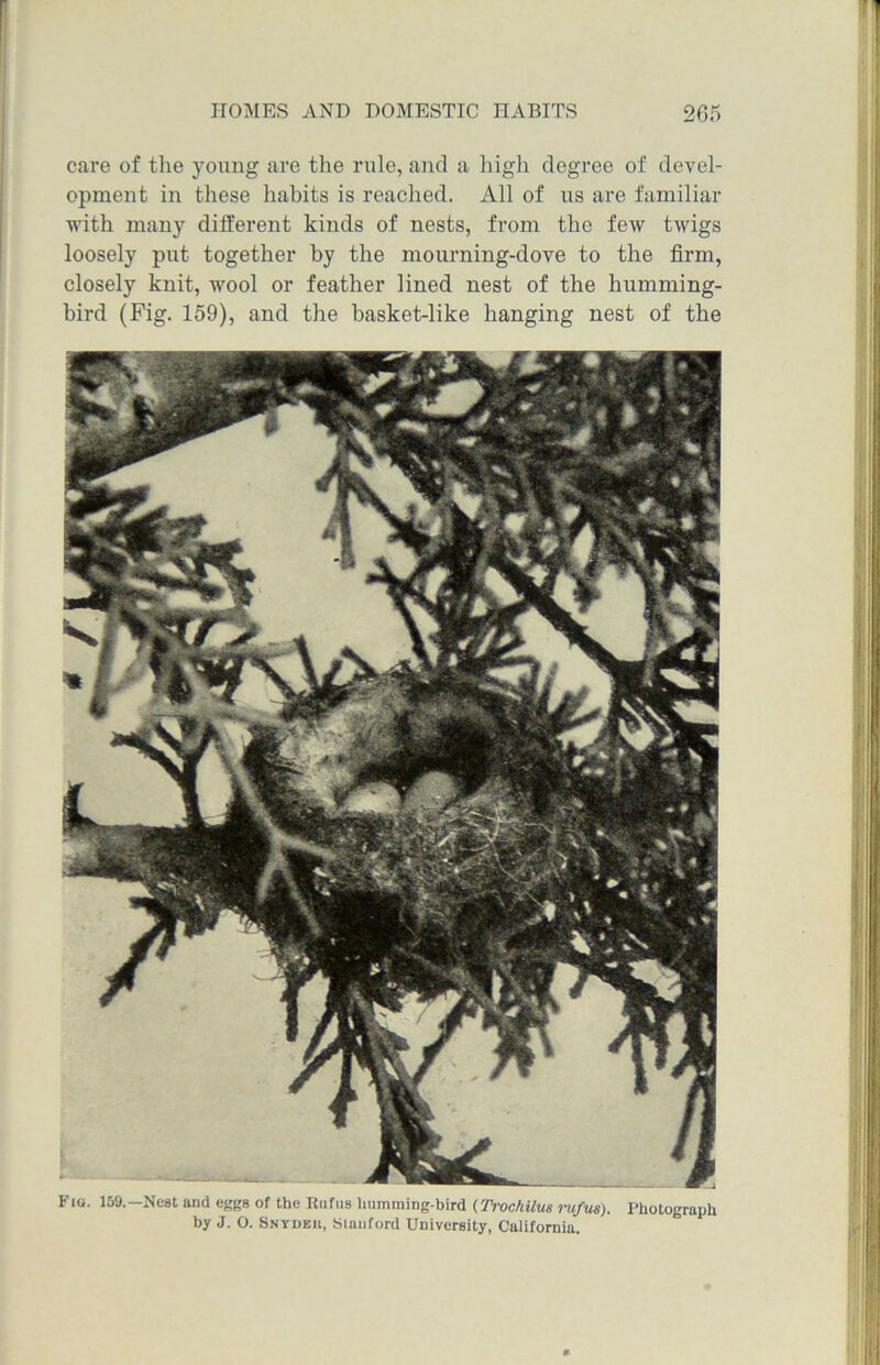 care of the young are the rule, and a high degree of devel- opment in these habits is reached. All of us are familiar with many dilferent kinds of nests, from the few twigs loosely put together by the mourning-dove to the firm, closely knit, wool or feather lined nest of the humming- bird (Fig. 159), and the basket-like hanging nest of the Fio. 159.— Nest and eggs of the Rufus liumming-bird (Trochilus rufus). Photograph by J. O. Snydku, Stanford University, California.