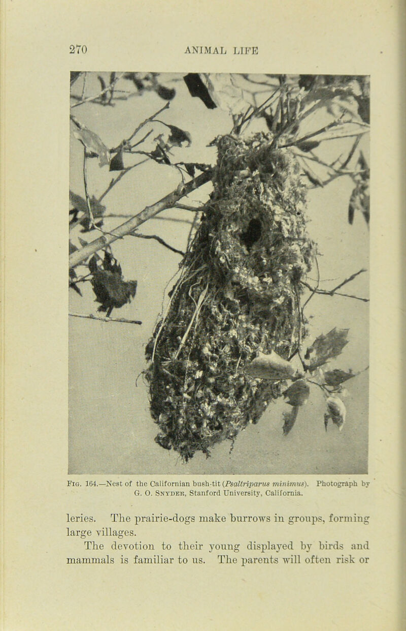 Fig. 164.—Nest of the Californian bush-tit (Psaltriparus minimus). Photograph by G. 0. Snyder, Stanford University, California. leries. The prairie-dogs make burrows iu groups, forming large villages. The devotion to their youug displayed bjr birds and mammals is familiar to us. The parents will often risk or