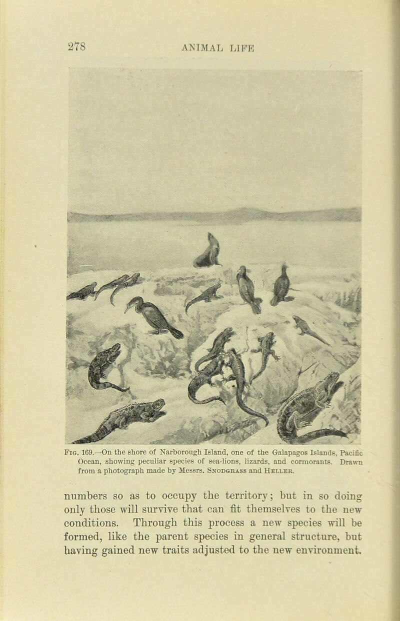 Fig. 169.—On the shore of Narborongh Island, one of the Galapagos Islands, Pacific Ocean, showing peculiar species of sea-lions, lizards, and cormorants. Drawn from a photograph made by Messrs. Snodgrass and Heller. numbers so as to occupy the territory; but in so doing only those will survive that can fit themselves to the new conditions. Through this process a new species will be formed, like the parent species in general structure, but having gained new traits adjusted to the new environment.