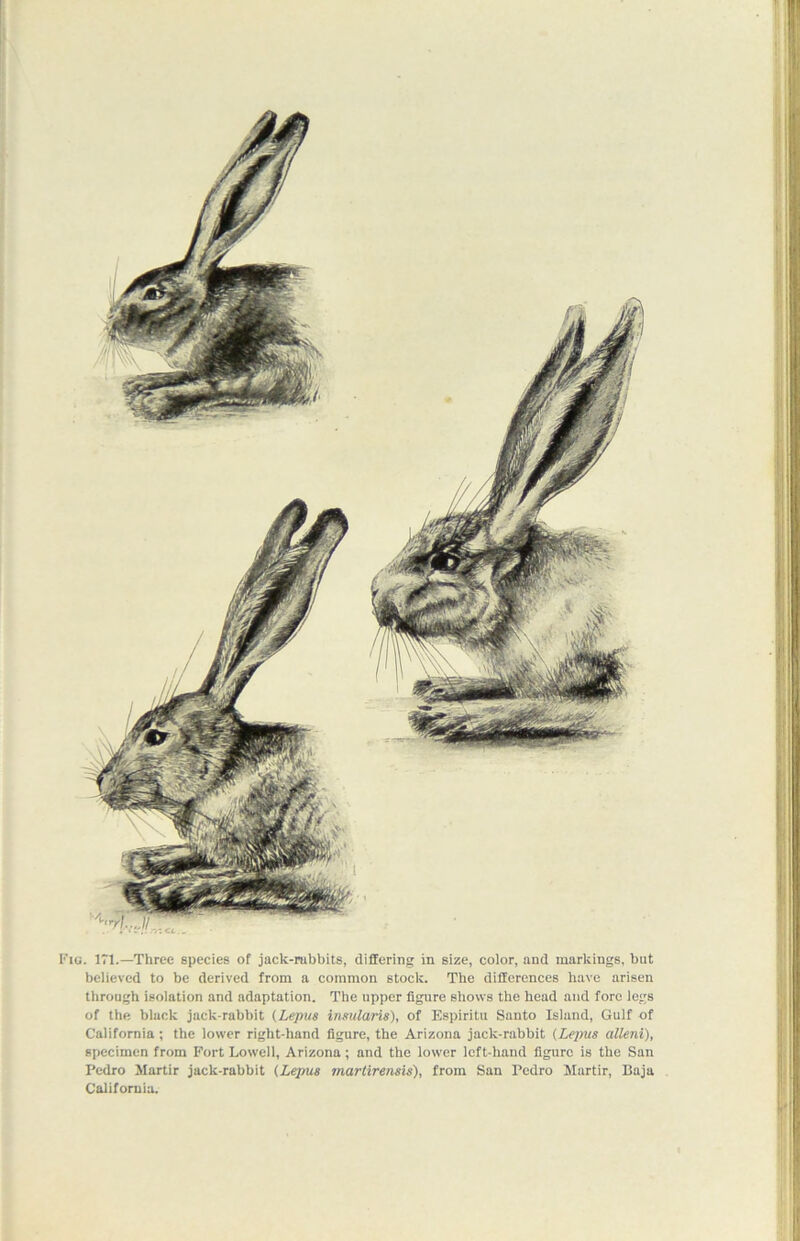 Fig. 171.—Three species of jack-rabbits, differing in size, color, and markings, but believed to be derived from a common stock. The differences have arisen through isolation and adaptation. The upper figure shows the head and fore legs of the black jack-rabbit (Lepus insularis), of Espiritu Santo Island, Gulf of California ; the lower right-hand figure, the Arizona jack-rabbit (Lepus alleni), specimen from Fort Lowell, Arizona; and the lower left-hand figure is the San Pedro JIartir jack-rabbit (Lepus martirensis), from San Pedro Martir, Baja California.