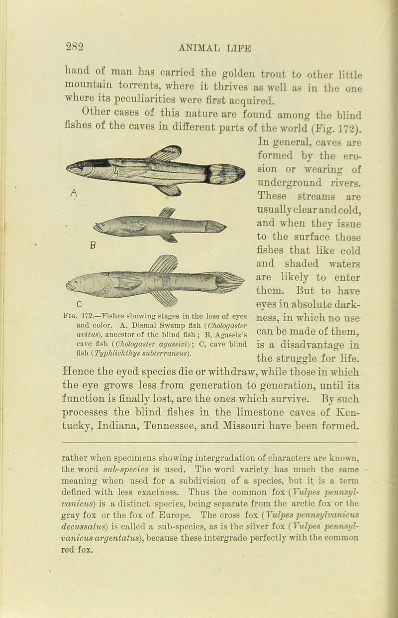 hand of man has carried the golden trout to other little mountain torrents, where it thrives as well as in the one where its peculiarities were first acquired. Other cases of this nature are found among the blind fishes of the caves in different parts of the world (Fig. 172). In general, caves are formed by the ero- sion or wearing of underground rivers. These streams are usually clear and cold, and when they issue to the surface those fishes that like cold and shaded waters are likely to enter them. But to have eyes in absolute dark- ness, in which no use can be made of them, is a disadvantage in the struggle for life. Hence the eyed species die or withdraw, while those in which the eye grows less from generation to generation, until its function is finally lost, are the ones which survive. By such processes the blind fishes in the limestone caves of Ken- tucky, Indiana, Tennessee, and Missouri have been formed. Fig. 172.—Fishes showing stages in the loss of eyes and color. A, Dismal Sivamp fish (Chologaster avitus), ancestor of the blind fish ; B, Agassiz’s cave fish (Chologaster agassizi); C, cave blind fish (Typ/ilichthys subterraneus). rather when specimens showing intergradation of characters are known, the word sub-species is used. The word variety has much the same meaning when used for a subdivision of a species, but it is a term defined with less exactness. Thus the common fox (Vulpes pennsyl- vanicus) is a distinct species, being separate from the arctic fox or the gray fox or the fox of Europe. The cross fox {Vulpes pennsylvanicus decussatus) is called a sub-species, as is the silver fox (Vulpes pennsyl- vanicus argentatus), because these intergrade perfectly with the common red fox.