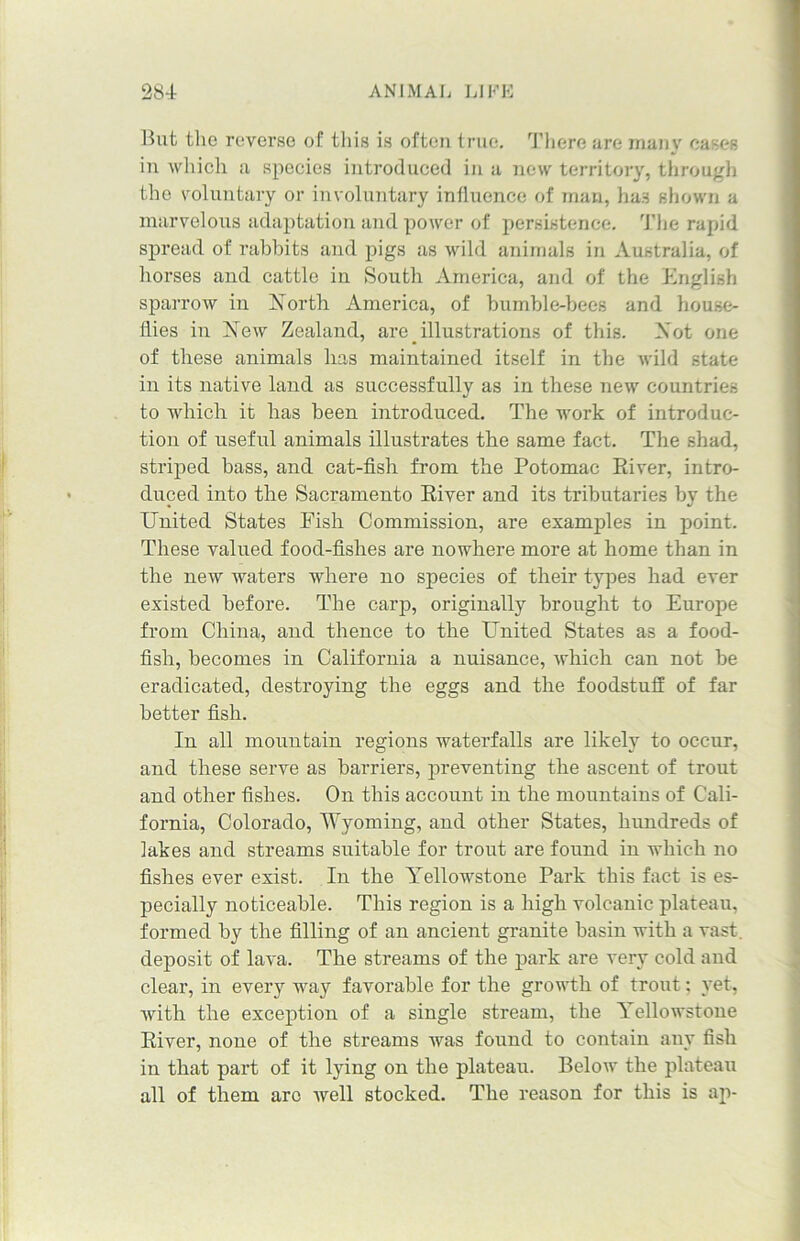 But the reverse of this is often true. There are many cases in which a species introduced in a new territory, through the voluntary or involuntary influence of man, has shown a marvelous adaptation and power of persistence. The rapid spread of rabbits and pigs as wild animals in Australia, of horses and cattle in South America, and of the English sparrow in North America, of bumble-bees and house- flies in New Zealand, are _ illustrations of this. Not one of these animals has maintained itself in the wild state in its native land as successfully as in these new countries to which it has been introduced. The work of introduc- tion of useful animals illustrates the same fact. The shad, striped bass, and cat-fish from the Potomac River, intro- duced into the Sacramento River and its tributaries by the United States Fish Commission, are examples in point. These valued food-fishes are nowhere more at home than in the new waters where no species of their types had ever existed before. The carp, originally brought to Europe from China, aud thence to the United States as a food- fish, becomes in California a nuisance, which can not be eradicated, destroying the eggs and the foodstuff of far better fish. In all mountain regions waterfalls are likely to occur, and these serve as barriers, preventing the ascent of trout and other fishes. On this account in the mountains of Cali- fornia, Colorado, Wyoming, and other States, hundreds of lakes and streams suitable for trout are found in which no fishes ever exist. In the Yellowstone Park this fact is es- pecially noticeable. This region is a high volcanic plateau, formed by the filling of an ancient granite basin with a vast deposit of lava. The streams of the park are very cold and clear, in every way favorable for the growth of trout; yet, with the exception of a single stream, the Yellowstone River, none of the streams was found to contain any fish in that part of it lying on the plateau. Below the plateau all of them arc well stocked. The reason for this is ap-