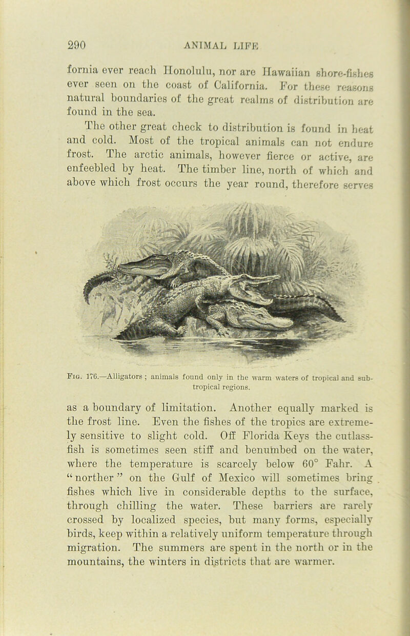 fornia ever reach Honolulu, nor are Hawaiian shore-fishes ever seen on the coast of California. For these reasons natural boundaries of the great realms of distribution are found in the sea. The other great check to distribution is found in heat and cold. Most of the tropical animals can not endure frost. The arctic animals, however fierce or active, are enfeebled by heat. The timber line, north of which and above which frost occurs the year round, therefore serves Fig. 176.—Alligators ; animals found only in the warm waters of tropical and sub- tropical regions. as a boundary of limitation. Another equally marked is the frost line. Even the fishes of the tropics are extreme- ly sensitive to slight cold. Off Florida Keys the cutlass- fish is sometimes seen stiff and benumbed on the water, where the temperature is scarcely below 60° Fahr. A “ norther ” on the Gulf of Mexico will sometimes bring fishes which live in considerable depths to the surface, through chilling the water. These barriers are rarely crossed by localized species, but many forms, especially birds, keep within a relatively uniform temperature through migration. The summers are spent in the north or in the mountains, the winters in districts that are warmer.