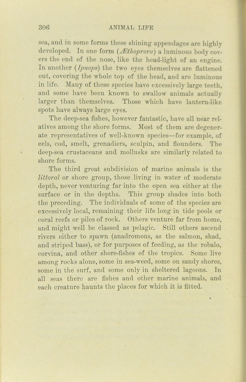 sea, and in some forms these shining appendages are highly developed. In one form (jffithoprora) a luminous body cov- ers the end of the nose, like the head-light of an engine. In another (Ipnops) the two eyes themselves are flattened out, covering the whole top of the head, and are luminous in life. Many of these species have excessively large teeth, and some have been known to swallow animals actually larger than themselves. Those which have lantern-like spots have always large eyes. The deep-sea fishes, however fantastic, have all near rel- atives among the shore forms. Most of them are degener- ate representatives of well-known species—for example, of eels, cod, smelt, grenadiers, sculpin, and flounders. The deep-sea crustaceans and mollusks are similarly related to shore forms. The third great subdivision of marine animals is the littoral or shore group, those living in water of moderate depth, never venturing far into the open sea either at the surface or in the depths. This group shades into both the preceding. The individuals of some of the species are excessively local, remaining their life long in tide pools or coral reefs or piles of rock. Others venture far from home, and might well be classed as pelagic. Still others ascend rivers either to spawn (anadromous, as the salmon, shad, and striped bass), or for purposes of feeding, as the robalo, corvina, and other shore-fishes of the tropics. Some live among rocks alone, some in sea-weed, some on sandy shores, some in the surf, and some only in sheltered lagoons. In all seas there are fishes and other marine animals, and each creature haunts the places for which it is fitted.