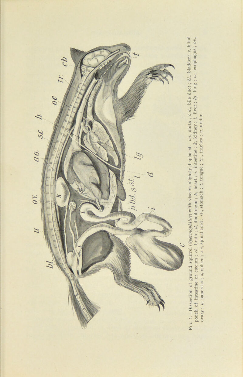 Fig. 1.—Dissection of ground squirrel (Spermophilus) with viscera slightly displaced, ao., aorta ; b.d.} bile duct; &/., bladder; c, blind pouch of intestine or ccecum ; cb, brain ; d, diaphragm; 7i, heart; ?, intestine; k, kidney ; l, liver ; Ig, lung ; oe, esophagus ; ov.y ovary ; 7;, pancreas ; s, spleen ; s.c, spinal cord ; ststomach ; tongue ; t?\, trachea ; v, ureter.