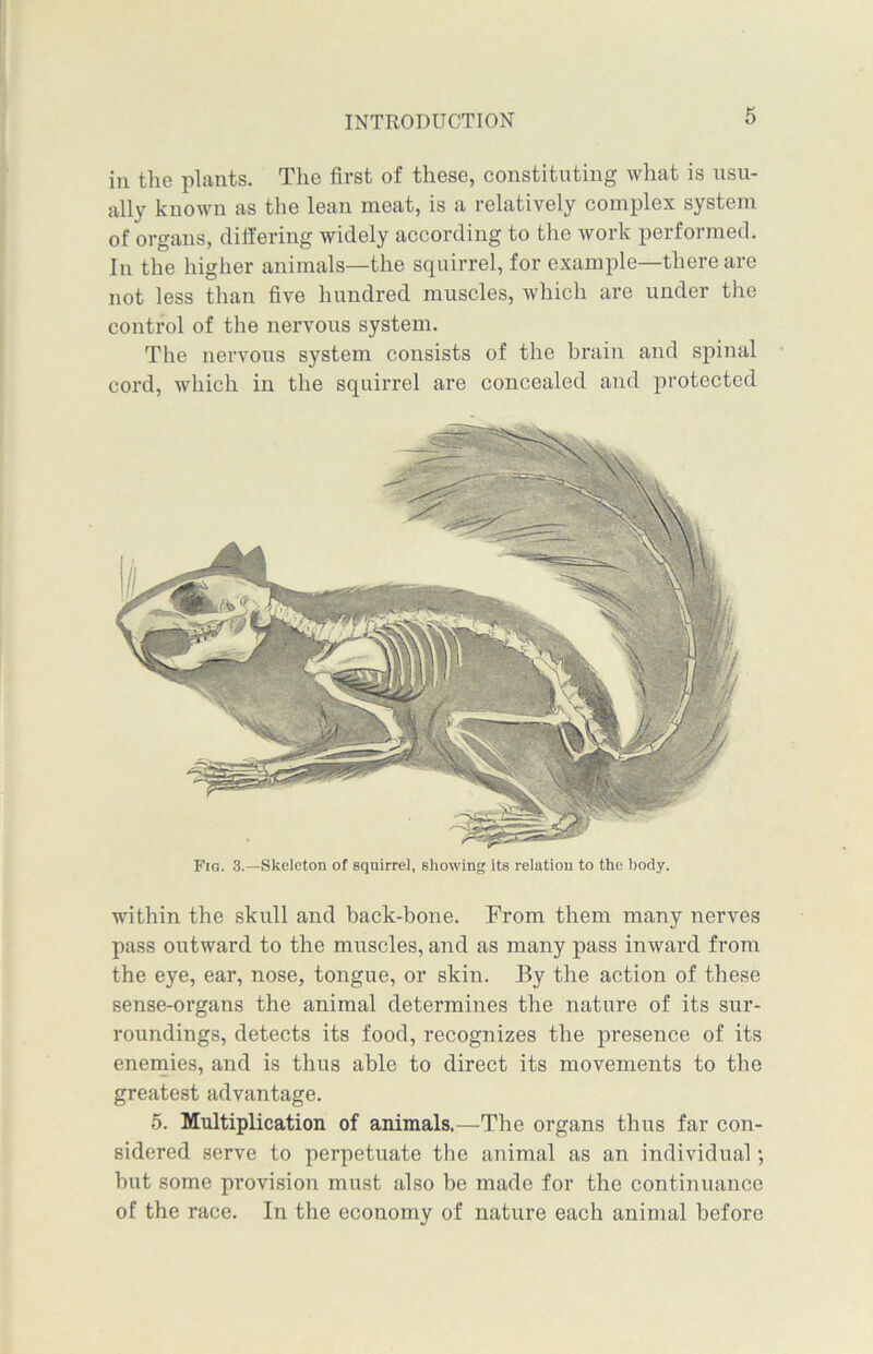 INTRODUCTION in the plants. The first of these, constituting what is usu- ally known as the lean meat, is a relatively complex system of organs, differing widely according to the work performed. In the higher animals—the squirrel, for example—there are not less than five hundred muscles, which are under the control of the nervous system. The nervous system consists of the brain and spinal cord, which in the squirrel are concealed and protected within the skull and hack-bone. From them many nerves pass outward to the muscles, and as many pass inward from the eye, ear, nose, tongue, or skin. By the action of these sense-organs the animal determines the nature of its sur- roundings, detects its food, recognizes the presence of its enemies, and is thus able to direct its movements to the greatest advantage. 5. Multiplication of animals.—The organs thus far con- sidered serve to perpetuate the animal as an individual; hut some provision must also be made for the continuance of the race. In the economy of nature each animal before Fig. 3.—Skeleton of squirrel, showing its relation to the body.