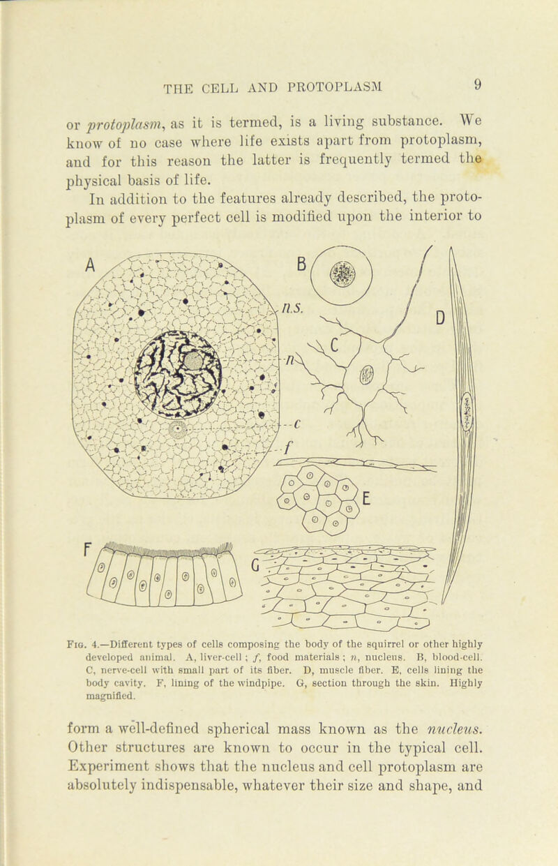THE CELL AND PROTOPLASM or protoplasm, as it is termed, is a living substance. W e know of no case where life exists apart from protoplasm, and for this reason the latter is frequently termed the physical basis of life. In addition to the features already described, the proto- plasm of every perfect cell is modified upon the interior to Fig. 4.—Different types of cells composing the body of the squirrel or other highly developed animal. A, liver-cell; /, food materials ; n, nucleus. B, blood-cell. C, nerve-cell with small part of its fiber. D, muscle fiber. E, cells lining the body cavity. F, lining of the windpipe. G, section through the skin. Highly magnified. form a well-defined spherical mass known as the nucleus. Other structures are known to occur in the typical cell. Experiment shows that the nucleus and cell protoplasm are absolutely indispensable, whatever their size and shape, and
