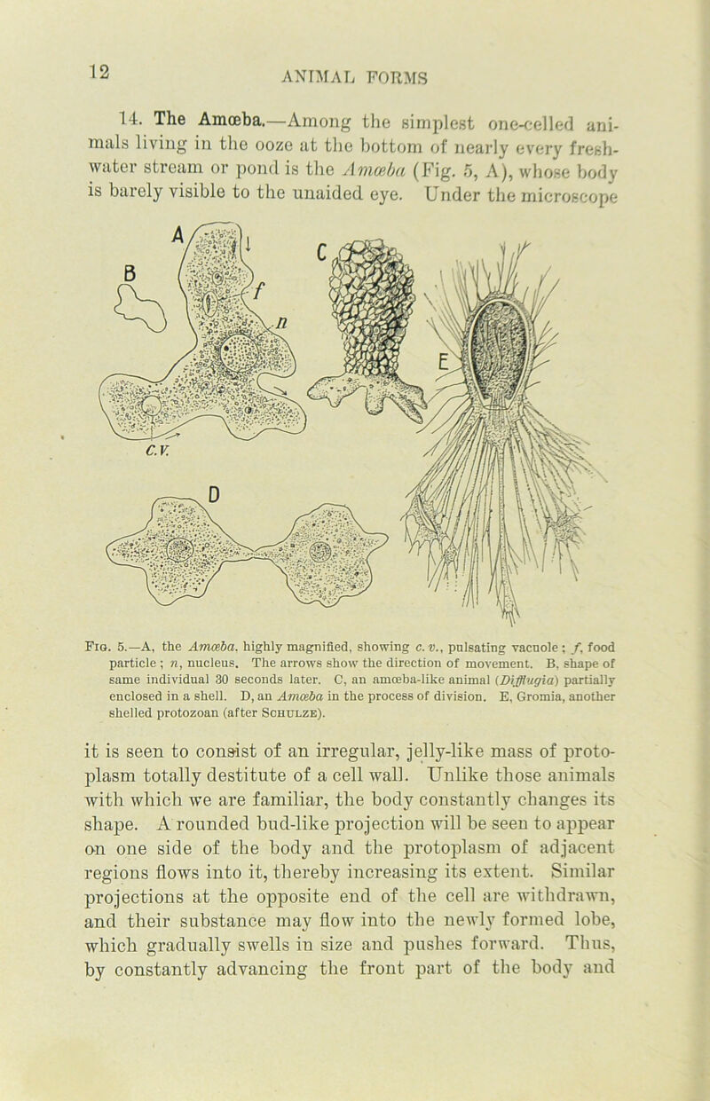 14. The Amoeba.—Among the simplest one-celled ani- mals living in the ooze at the bottom of nearly every fresh- water stream or pond is the Amoeba (Fig. 5, A), whose body is barely visible to the unaided eye. Under the microscope Fig. 5.—A, the Amoeba, highly magnified, showing c.v., pulsating vacnole; /, food particle ; n, nucleus. The arrows show the direction of movement. B, shape of same individual 30 seconds later. C, an amceba-like animal (Difflugia) partially enclosed in a shell. I), an Amoeba in the process of division. E, Gromia, another shelled protozoan (after Schulze). it is seen to consist of an irregular, jelly-like mass of proto- plasm totally destitute of a cell wall. Unlike those animals with which we are familiar, the body constantly changes its shape. A rounded bud-like projection will be seen to appear on one side of the body and the protoplasm of adjacent regions flows into it, thereby increasing its extent. Similar projections at the opposite end of the cell are withdrawn, and their substance may flow into the newly formed lobe, which gradually swells in size and pushes forward. Thus, by constantly advancing the front part of the body and