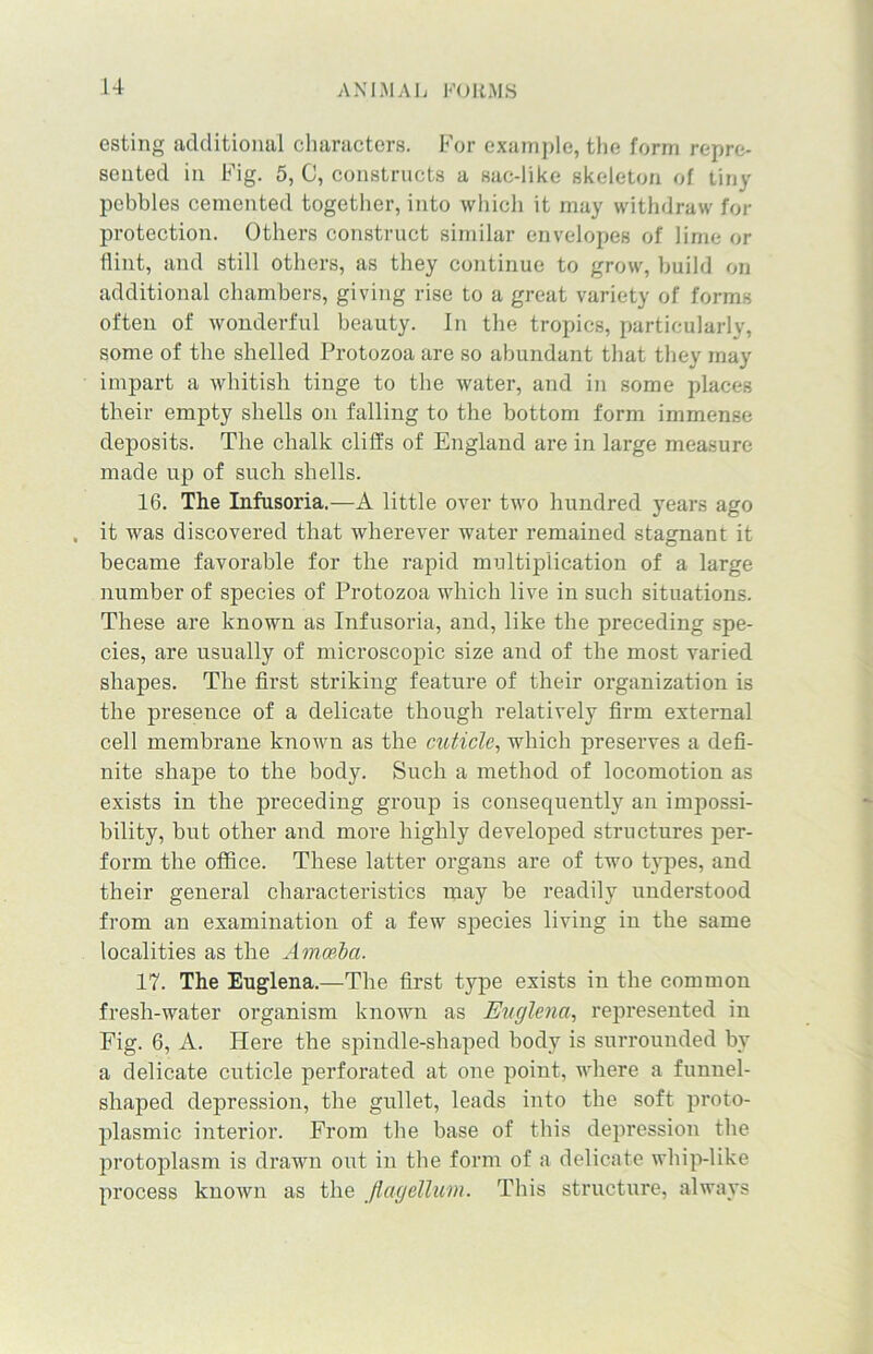 esting additional characters. For example, the form repre- sented in Fig. 5, C, constructs a sac-like skeleton of tiny pebbles cemented together, into which it may withdraw for protection. Others construct similar envelopes of lime or flint, and still others, as they continue to grow, build on additional chambers, giving rise to a great variety of forms often of wonderful beauty. In the tropics, particularly, some of the shelled Protozoa are so abundant that they may impart a whitish tinge to the water, and in some places their empty shells on falling to the bottom form immense deposits. The chalk cliffs of England are in large measure made up of such shells. 16. The Infusoria.—A little over two hundred years ago . it was discovered that wherever water remained stagnant it became favorable for the rapid multiplication of a large number of species of Protozoa which live in such situations. These are known as Infusoria, and, like the preceding spe- cies, are usually of microscopic size and of the most varied shapes. The first striking feature of their organization is the presence of a delicate though relatively firm external cell membrane known as the cuticle, which preserves a defi- nite shape to the body. Such a method of locomotion as exists in the preceding group is consequently an impossi- bility, but other and more highly developed structures per- form the office. These latter organs are of two types, and their general characteristics may be readily understood from an examination of a few species living in the same localities as the Amoeba. 17. The Euglena.—The first type exists in the common fresh-water organism known as Euglena, represented in Fig. 6, A. Here the spindle-shaped body is surrounded by a delicate cuticle perforated at one point, where a funnel- shaped depression, the gullet, leads into the soft proto- plasmic interior. From the base of this depression the protoplasm is drawn out in the form of a delicate whip-like process known as the flagellum. This structure, always
