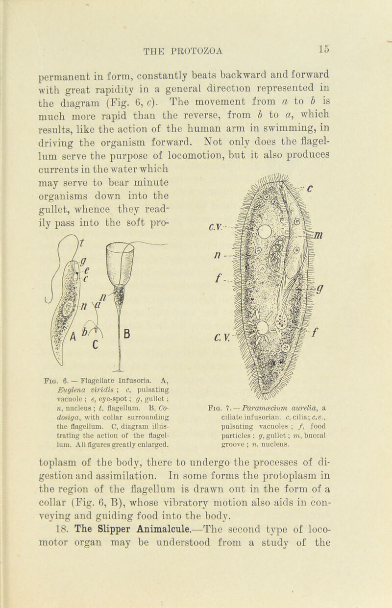 permanent in form, constantly beats backward and forward with great rapidity in a general direction represented in the diagram (Fig. 6, c). The movement from a to b is much more rapid than the reverse, from b to a, which results, like the action of the human arm in swimming, in driving the organism forward. Not only does the flagel- lum serve the purpose of locomotion, but it also produces currents in the water which may serve to bear minute organisms down into the gullet, whence they read- ily pass into the soft pro- Fig. 6. — Flagellate Infusoria. A, Euglena viridis; c, pulsating vacuole ; e, eye-spot; <7, gullet; n, nucleus ; t. flagellum. B, Co- dosiga, with collar surrounding the flagellum. C, diagram illus- trating the action of the flagel- lum. All figures greatly enlarged. Fig. 7. — Parammcium aurelia, a ciliate infusorian, c, cilia; c.v., pulsating vacuoles ; /. food particles ; g, gullet; m, buccal groove ; n. nucleus. toplasm of the body, there to undergo the processes of di- gestion and assimilation. In some forms the protoplasm in the region of the flagellum is drawn out in the form of a collar (Fig. 6, B), whose vibratory motion also aids in con- veying and guiding food into the body. 18. The Slipper Animalcule.—The second type of loco- motor organ may be understood from a study of the