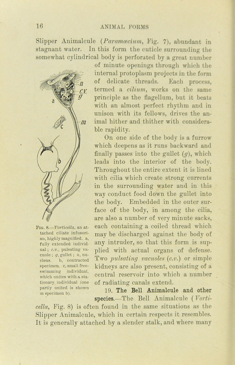 Slipper Animalcule (Paramoecium, Fig. 7), abundant in stagnant water. In this form the cuticle surrounding the somewhat cylindrical body is perforated by a great number of minute openings through which the internal protoplasm projects in the form of delicate threads. Each process, termed a cilium, works on the same principle as the flagellum, but it beats with an almost perfect rhythm and in unison with its fellows, drives the an- imal hither and thither with considera- ble rapidity. On one side of the body is a furrow which deepens as it runs backward and finally passes into the gullet (g), which leads into the interior of the body. Throughout the entire extent it is lined with cilia which create strong currents in the surrounding water and in this way conduct food down the gullet into the body. Embedded in the outer sur- face of the body, in among the cilia, are also a number of very minute sacks, each containing a coiled thread which may be discharged against the body of any intruder, so that this form is sup- plied with actual organs of defense. Two pulsating vacuoles (c.v.) or simple kidneys are also present, consisting of a central reservoir into which a number of radiating canals extend. 19. The Bell Animalcule and other species.—The Bell Animalcule ( Yorti- cella, Fig. 8) is often found in the same situations as the Slipper Animalcule, which in certain respects it resembles. It is generally attached by a slender stalk, and where many Fig. 8.—Vorticella, an at- tached ciliate infusori- an, highly magnified, a, fully extended individ- ual ; c.v., pulsating va- cuole ; g, gullet; n, nu- cleus. b, contracted specimen, c, small free- swimming individual, which unites with a sta- tionary individual (one partly united is shown in specimen b).