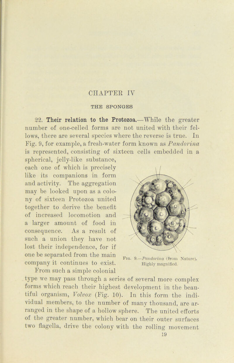 CHAPTER IV THE SPONGES 22. Their relation to the Protozoa.—While the greater number of one-celled forms are not united with their fel- lows, there are several species where the reverse is true. In Fig. 9, for example, a fresh-water form known as Pnndorina is represented, consisting of sixteen cells embedded in a spherical, jelly-like substance, each one of which is precisely like its companions in form and activity. The aggregation may be looked upon as a colo- ny of sixteen Protozoa united together to derive the benefit of increased locomotion and a larger amount of food in consequence. As a result of such a union they have not lost their independence, for if one be separated from the main company it continues to exist. From such a simple colonial type we may pass through a series of several more complex forms which reach their highest development in the beau- tiful organism, Volvox (Fig. 10). In this form the indi- vidual members, to the number of many thousand, are ar- ranged in the shape of a hollow sphere. The united efforts of the greater number, which bear on their outer surfaces two flagella, drive the colony with the rolling movement