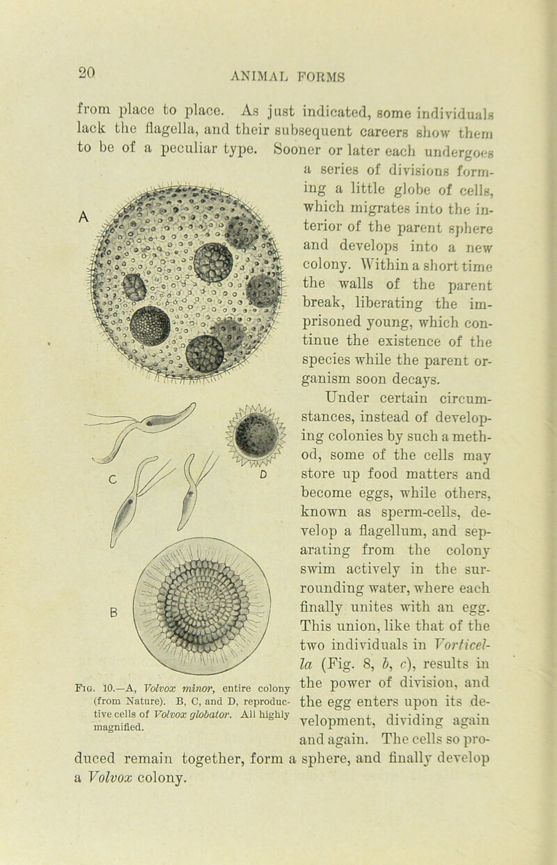 from place to place. As just indicated, some individuals lack the flagella, and their subsequent careers show them to be of a peculiar type. Sooner or later each undergoes Fig. 10.—A, Volvox minor, entire colony (from Nature). B, C, and D, reproduc- tive cells of Volvox globator. All highly magnified. duced remain together, form i a Volvox colony. a series of divisions form- ing a little globe of cells, which migrates into the in- terior of the parent sphere and develops into a new colony. Within a short time the walls of the parent break, liberating the im- prisoned young, which con- tinue the existence of the species while the parent or- ganism soon decays. Under certain circum- stances, instead of develop- ing colonies by such a meth- od, some of the cells may store up food matters and become eggs, while others, known as sperm-cells, de- velop a flagellum, and sep- arating from the colony swim actively in the sur- rounding water, where each finally unites with an egg. This union, like that of the two individuals in Vorticel- la (Fig. 8, c), results in the power of division, and the egg enters upon its de- velopment, dividing again and again. The cells so pro- sphere, and finally develop