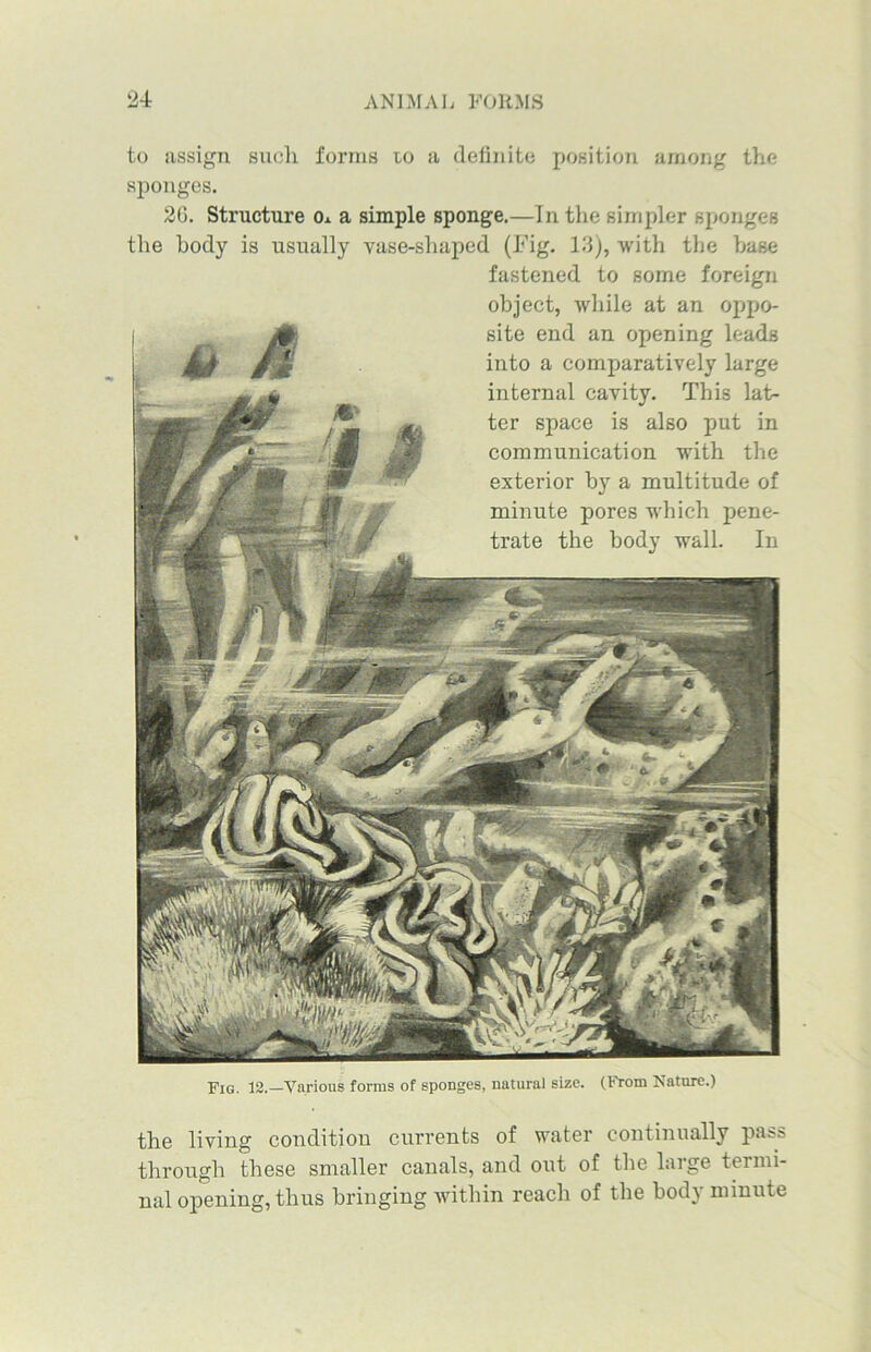 to assign such forms to a definite position among the sponges. 2G. Structure Oo. a simple sponge.—In the simpler sponges the body is usually vase-shaped (Fig. 13), with the base fastened to some foreign object, while at an oppo- site end an opening leads into a comparatively large internal cavity. This lat- ter space is also put in communication with the exterior b}r a multitude of minute pores which pene- trate the body wall. In Fig. 12.—Various forms of sponges, natural size. (From Nature.) the living condition currents of water continually pass through these smaller canals, and out of the large termi- nal opening, thus bringing within reach of the body minute