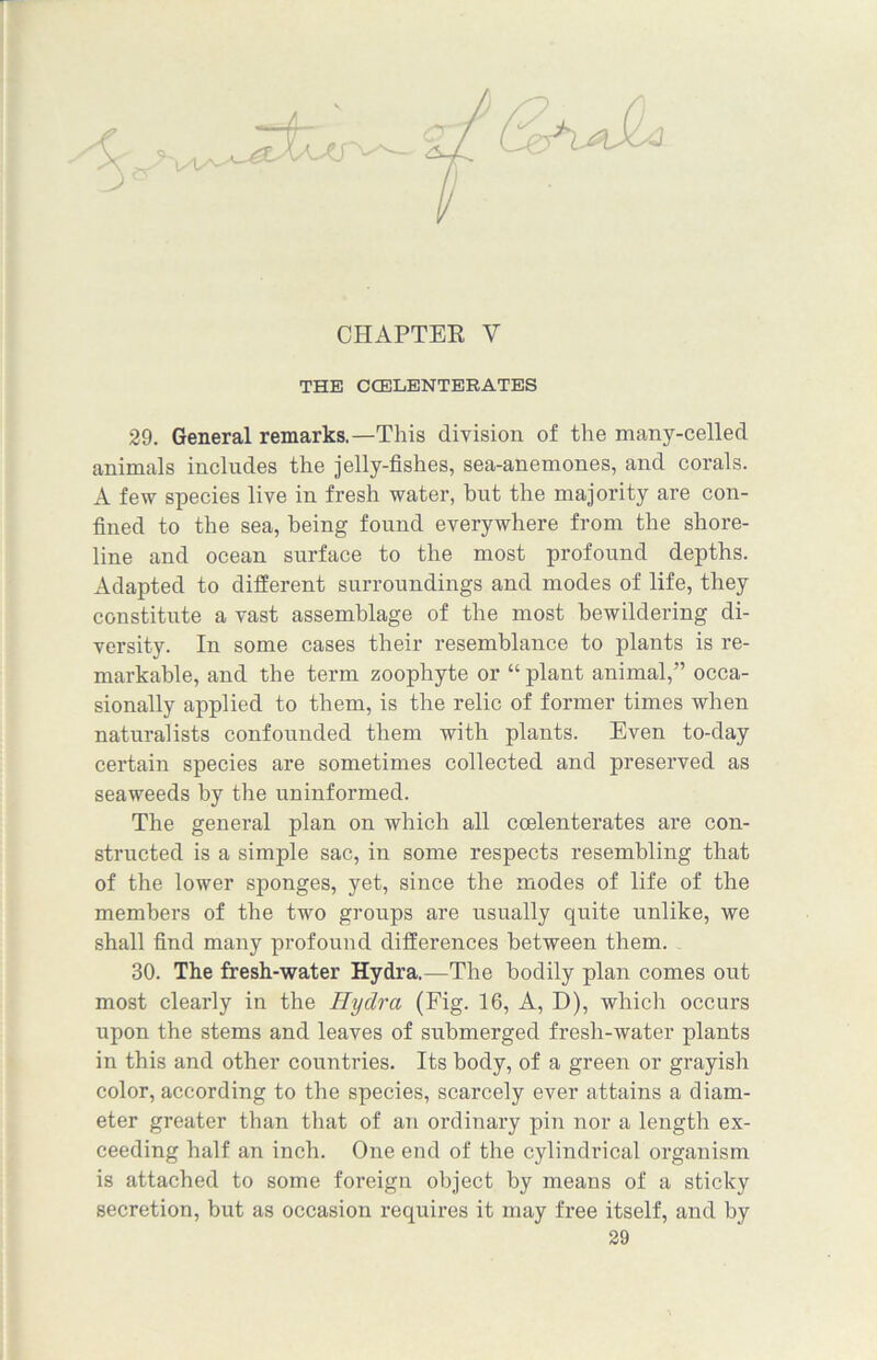CHAPTER V THE CCELENTERATES 29. General remarks.—This division of the many-celled animals includes the jelly-fishes, sea-anemones, and corals. A few species live in fresh water, but the majority are con- fined to the sea, being found everywhere from the shore- line and ocean surface to the most profound depths. Adapted to different surroundings and modes of life, they constitute a vast assemblage of the most bewildering di- versity. In some cases their resemblance to plants is re- markable, and the term zoophyte or “ plant animal,” occa- sionally applied to them, is the relic of former times when naturalists confounded them with plants. Even to-day certain species are sometimes collected and preserved as seaweeds by the uninformed. The general plan on which all coelenterates are con- structed is a simple sac, in some respects resembling that of the lower sponges, yet, since the modes of life of the members of the two groups are usually quite unlike, we shall find many profound differences between them. 30. The fresh-water Hydra.—The bodily plan comes out most clearly in the Hydra (Fig. 16, A, D), which occurs upon the stems and leaves of submerged fresh-water plants in this and other countries. Its body, of a green or grayish color, according to the species, scarcely ever attains a diam- eter greater than that of an ordinary pin nor a length ex- ceeding half an inch. One end of the cylindrical organism is attached to some foreign object by means of a sticky secretion, but as occasion requires it may free itself, and by