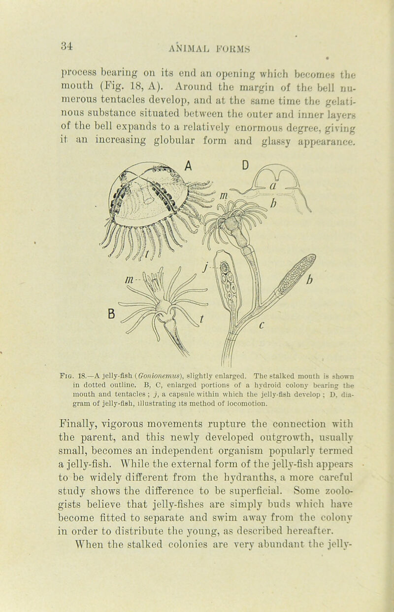 process bearing on its end an opening which becomes the mouth (Fig. 18, A). Around the margin of the bell nu- merous tentacles develop, and at the same time the gelati- nous substance situated between the outer and inner layers of the bell expands to a relatively enormous degree, giving it an increasing globular form and glassy appearance. Fig. 18.— A jelly-fish (Gonionemus), slightly enlarged. The stalked mouth is shown in dotted outline. B, C, enlarged portions of a hydroid colony bearing the mouth and tentacles ; j, a capsule within which the jelly-fish develop ; D. dia- gram of jelly-fish, illustrating its method of locomotion. Finally, vigorous movements rupture the connection with the parent, and this newly developed outgrowth, usually small, becomes an independent organism popularly termed a jelly-fish. While the external form of the jelly-fish appears to be widely different from the bydranths, a more careful study shows the difference to be superficial. Some zoolo- gists believe that jelly-fishes are simply buds which have become fitted to separate and swim away from the colony in order to distribute the young, as described hereafter. When the stalked colonies are very abundant the jelly-