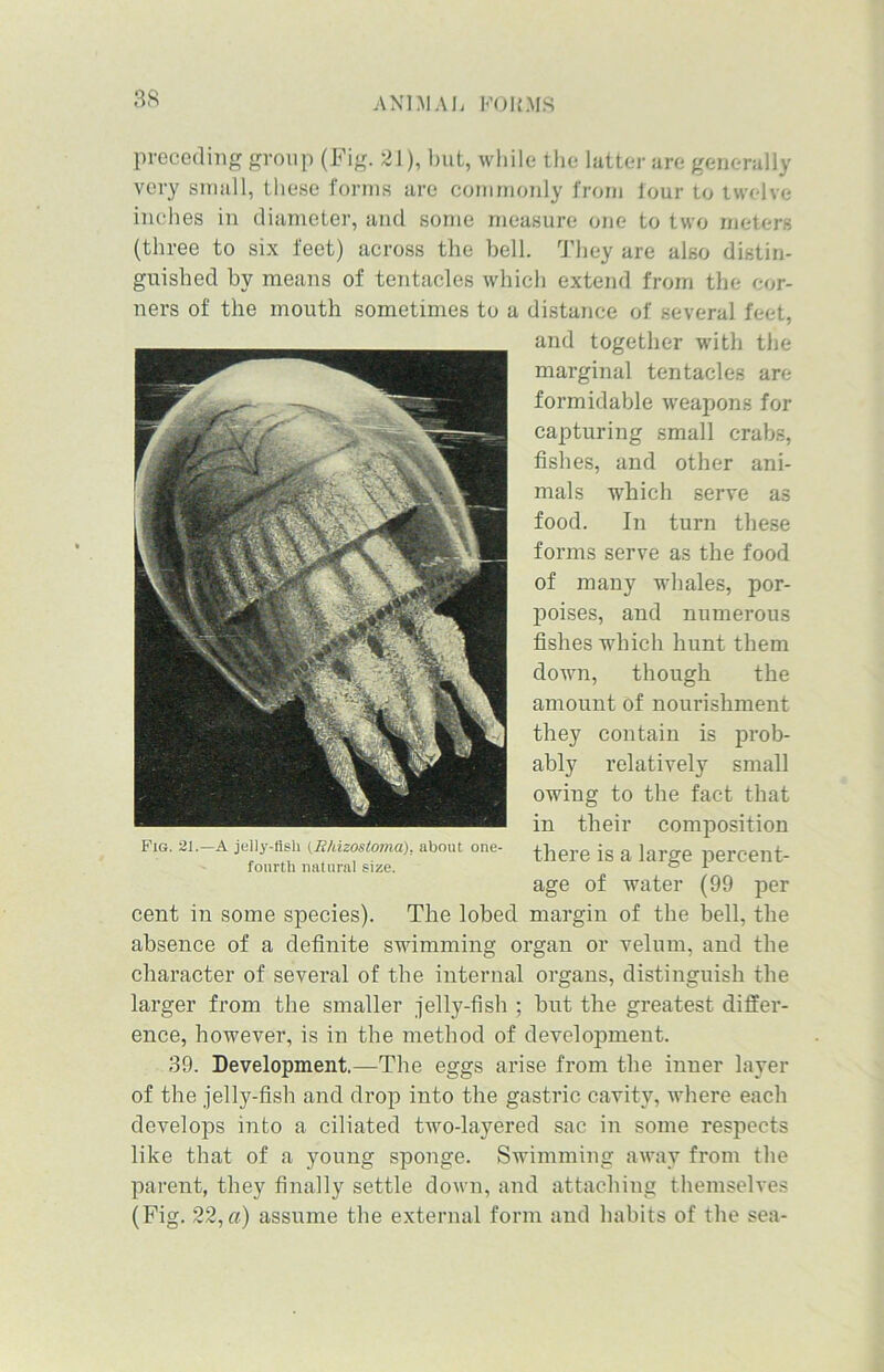 3ft preceding group (Fig. 21), but, while the latter are generally very small, these forms are commonly from lour to twelve inches in diameter, and some measure one to two meters (three to six feet) across the bell. They are also distin- guished by means of tentacles which extend from the cor- ners of the mouth sometimes to a distance of several feet, and together with the marginal tentacles are formidable weapons for capturing small crabs, fishes, and other ani- mals which serve as food. In turn these forms serve as the food of many whales, por- poises, and numerous fishes which hunt them down, though the amount of nourishment they contain is prob- ably relatively small owing to the fact that in their composition there is a large percent- age of water (99 per cent in some species). The lobed margin of the bell, the absence of a definite swimming organ or velum, and the character of several of the internal organs, distinguish the larger from the smaller jelly-fish ; hut the greatest differ- ence, however, is in the method of development. 39. Development.—The eggs arise from the inner layer of the jelly-fish and drop into the gastric cavity, where each develops into a ciliated two-layered sac in some respects like that of a young sponge. Swimming away from the parent, they finally settle down, and attaching themselves (Fig. 22,a) assume the external form and habits of the sea- fourth natural size.
