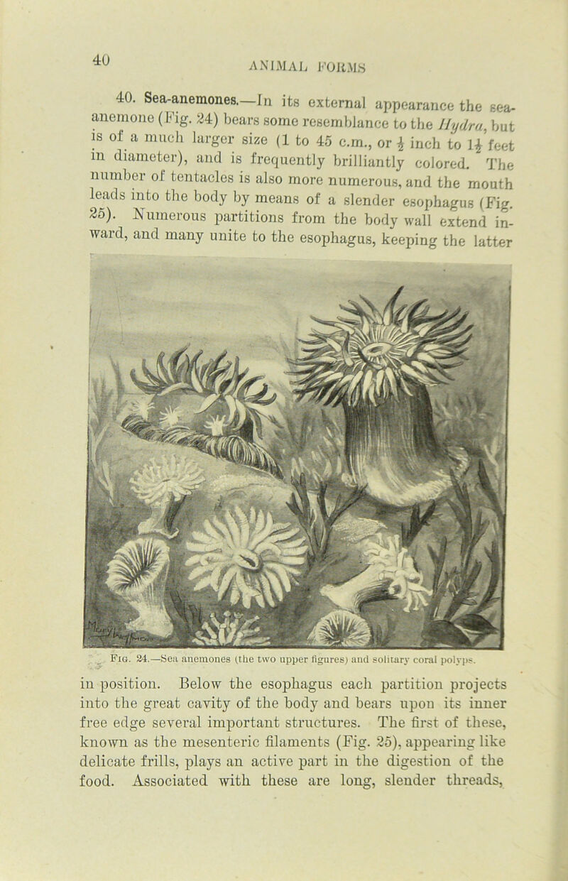 4U ANIMAL FORMS 40. Sea-anemones. In its external appearance the sea- anemone (Fig. 24) bears some resemblance to the Hydra, but is of a much larger size (1 to 45 c.m., or £ inch to l^’feet m diameter), and is frequently brilliantly colored. The number of tentacles is also more numerous, and the mouth leads into the body by means of a slender esophagus (Fig. 25). Numerous partitions from the body wall extend in- ward, and many unite to the esophagus, keeping the latter Fig. 24.—Sea anemones (the two upper figures) and solitary coral polyps. in position. Below the esophagus each partition projects into the great cavity of the body and bears upon its inner free edge several important structures. The first of these, known as the mesenteric filaments (Fig. 25), appearing like delicate frills, plays an active part in the digestion of the food. Associated with these are long, slender threads,