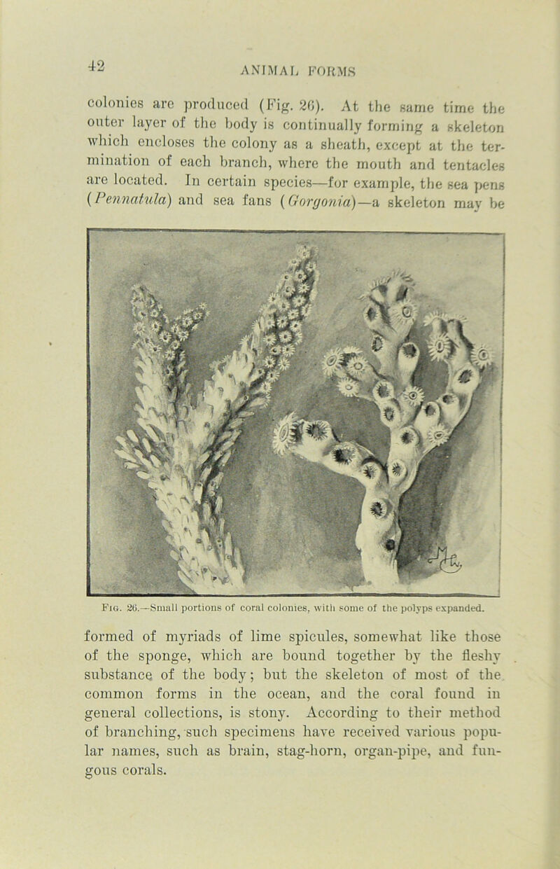 colonies are produced (Fig. 20). At the same time the outer layer of the body is continually forming a skeleton which encloses the colony as a sheath, except at the ter- mination of each branch, where the mouth and tentacles are located. In certain species—for example, the sea pens (Pennatula) and sea fans (Gorgonia)— a skeleton may be Fig. 26.—Small portions of coral colonies, with some of the polyps expanded. formed of myriads of lime spicules, somewhat like those of the sponge, which are bound together by the fleshy substance of the body; but the skeleton of most of the common forms in the ocean, and the coral found in general collections, is stony. According to their method of branching, such specimens have received various popu- lar names, such as brain, stag-horn, organ-pipe, and fun- gous corals.
