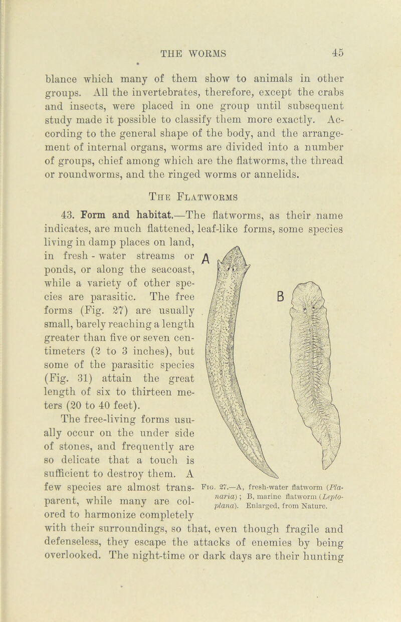 blance which many of them show to animals in other groups. All the invertebrates, therefore, except the crabs and insects, were placed in one group until subsequent study made it possible to classify them more exactly. Ac- cording to the general shape of the body, and the arrange- ment of internal organs, worms are divided into a number of groups, chief among which are the flatworms, the thread or roundworms, and the ringed worms or annelids. The Flatworms 43. Form and habitat.—The flatworms, as their name indicates, are much flattened, leaf-like forms, some species living in damp places on land, in fresh - water streams or ponds, or along the seacoast, while a variety of other spe- cies are parasitic. The free forms (Fig. 27) are usually small, barely reaching a length greater than five or seven cen- timeters (2 to 3 inches), but some of the parasitic species (Fig. 31) attain the great length of six to thirteen me- ters (20 to 40 feet). The free-living forms usu- ally occur on the under side of stones, and frequently are so delicate that a touch is sufficient to destroy them. A few species are almost trans- parent, while many are col- ored to harmonize completely with their surroundings, so that, even though fragile and defenseless, they escape the attacks of enemies by being overlooked. The night-time or dark days are their hunting Fig. 27.—A, fresh-water flatworm (Pla- naria)\ B, marine flatworm (Leplo- plana). Enlarged, from Nature.