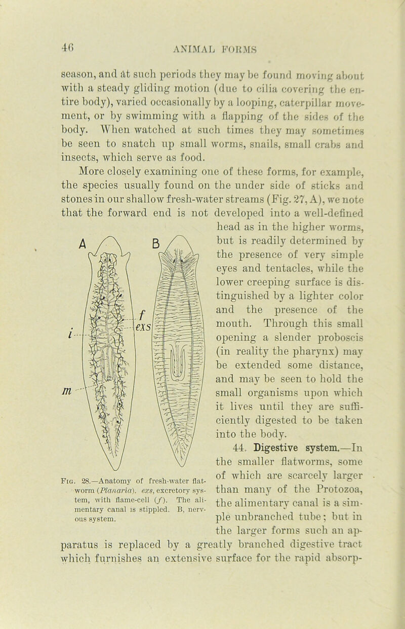 season, and at such periods they may be found moving about with a steady gliding motion (due to cilia covering the en- tire body), varied occasionally by a looping, caterpillar move- ment, or by swimming with a flapping of the sides of the body. When watched at such times they may sometimes be seen to snatch up small worms, snails, small crabs and insects, which serve as food. More closely examining one of these forms, for example, the species usually found on the under side of sticks and stones in our shallow fresh-water streams (Fig. 27, A), we note developed into a well-defined head as in the higher worms, but is readily determined by the presence of very simple eyes and tentacles, while the lower creeping surface is dis- tinguished by a lighter color and the presence of the mouth. Through this small opening a slender proboscis (in reality the pharynx) may be extended some distance, and may be seen to hold the small organisms upon which it lives until they are suffi- ciently digested to be taken into the body. 44, Digestive system.—In the smaller flatworms, some of which are scarcely larger than many of the Protozoa, the alimentary canal is a sim- ple unbranched tube; but in the larger forms such au ap- paratus is replaced by a greatly branched digestive tract which furnishes an extensive surface for the rapid absorp- that the forward end is not Fig. 28.—Anatomy of fresh-water flat- worm (Planaria). exs, excretory sys- tem, with flame-cell (/). The ali- mentary canal is stippled. B, nerv- ous system.